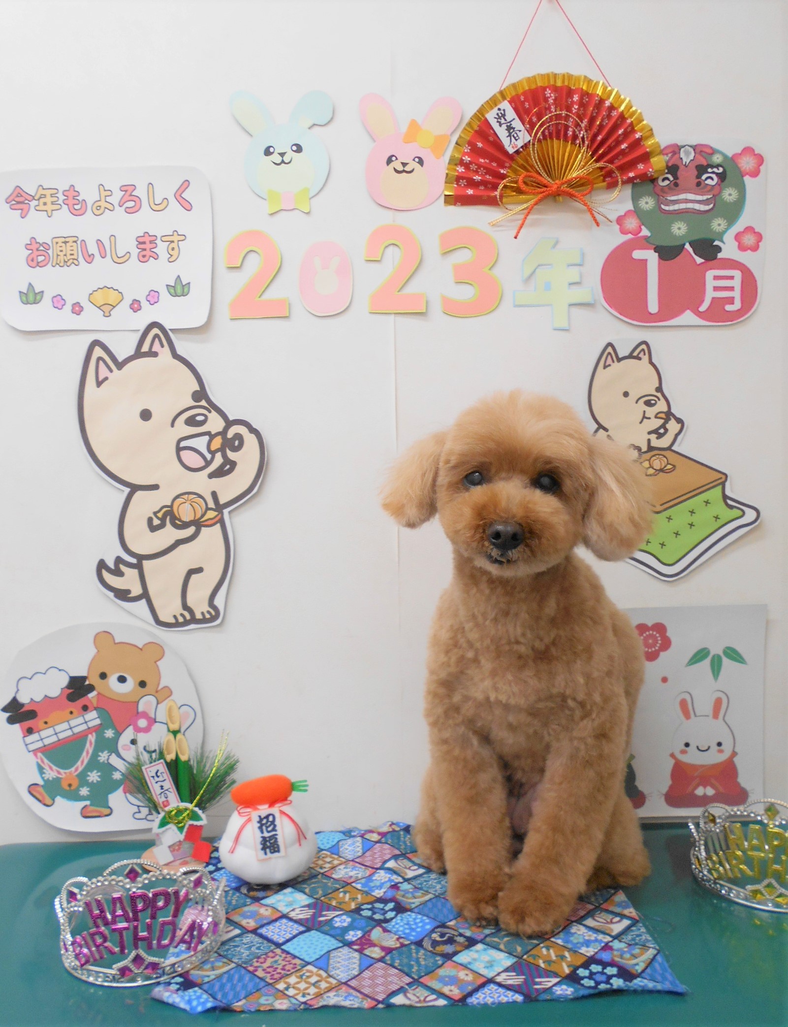 トイプードルのトリミングカット シュシュどうぶつ病院の1枚目