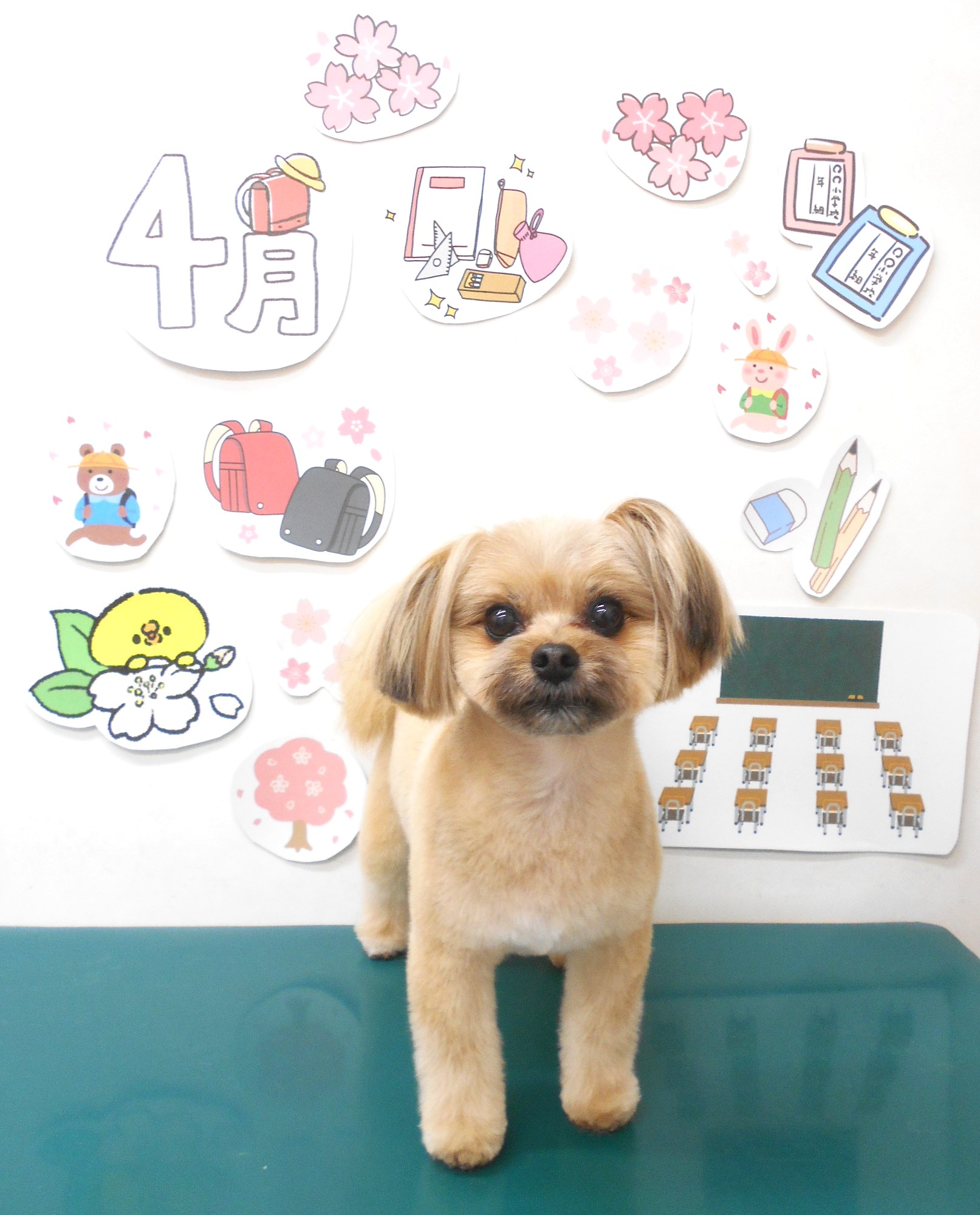 ミックス犬(その他)のトリミングカット シュシュどうぶつ病院の1枚目