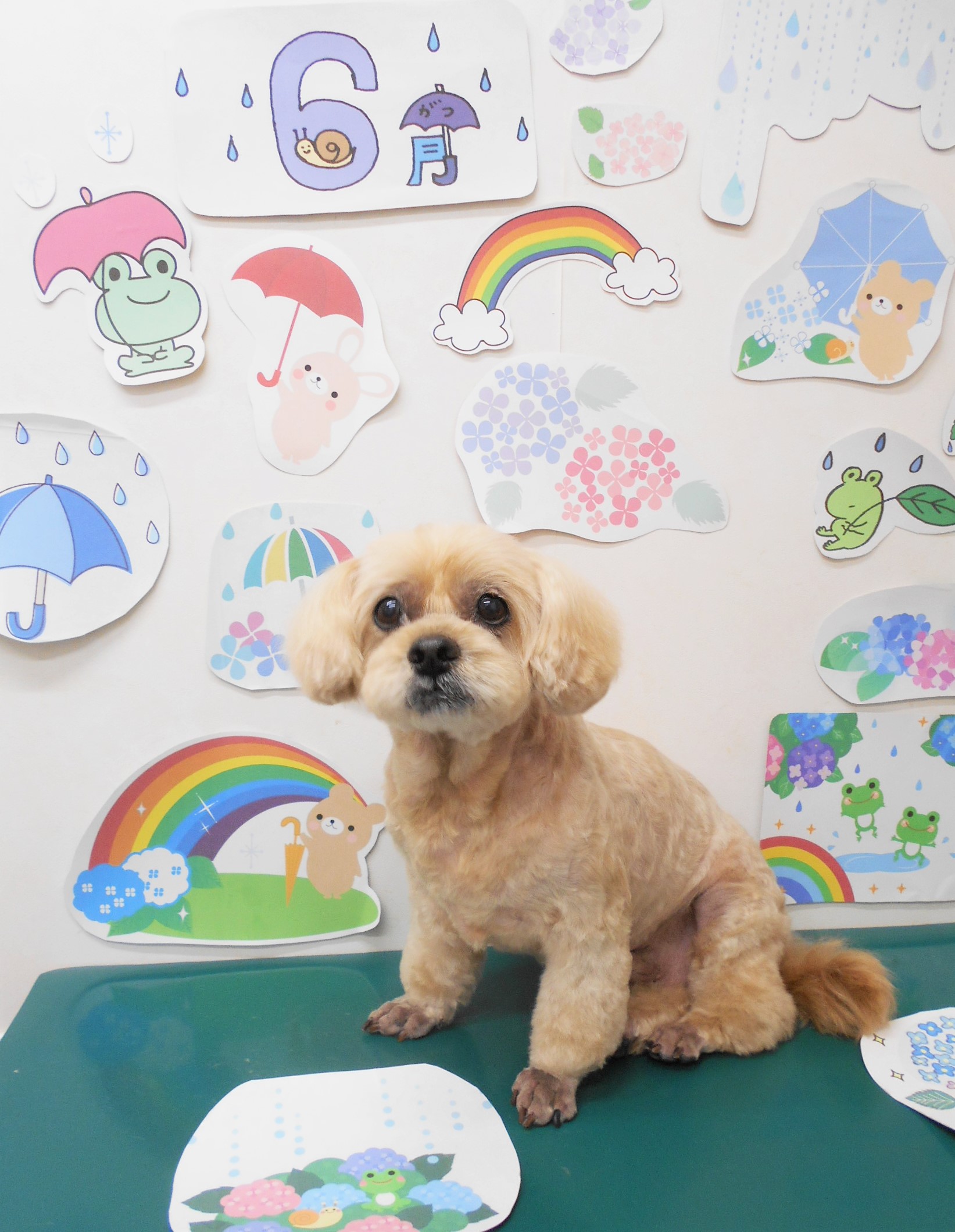 ミックス犬(その他)のトリミングカット シュシュどうぶつ病院の1枚目