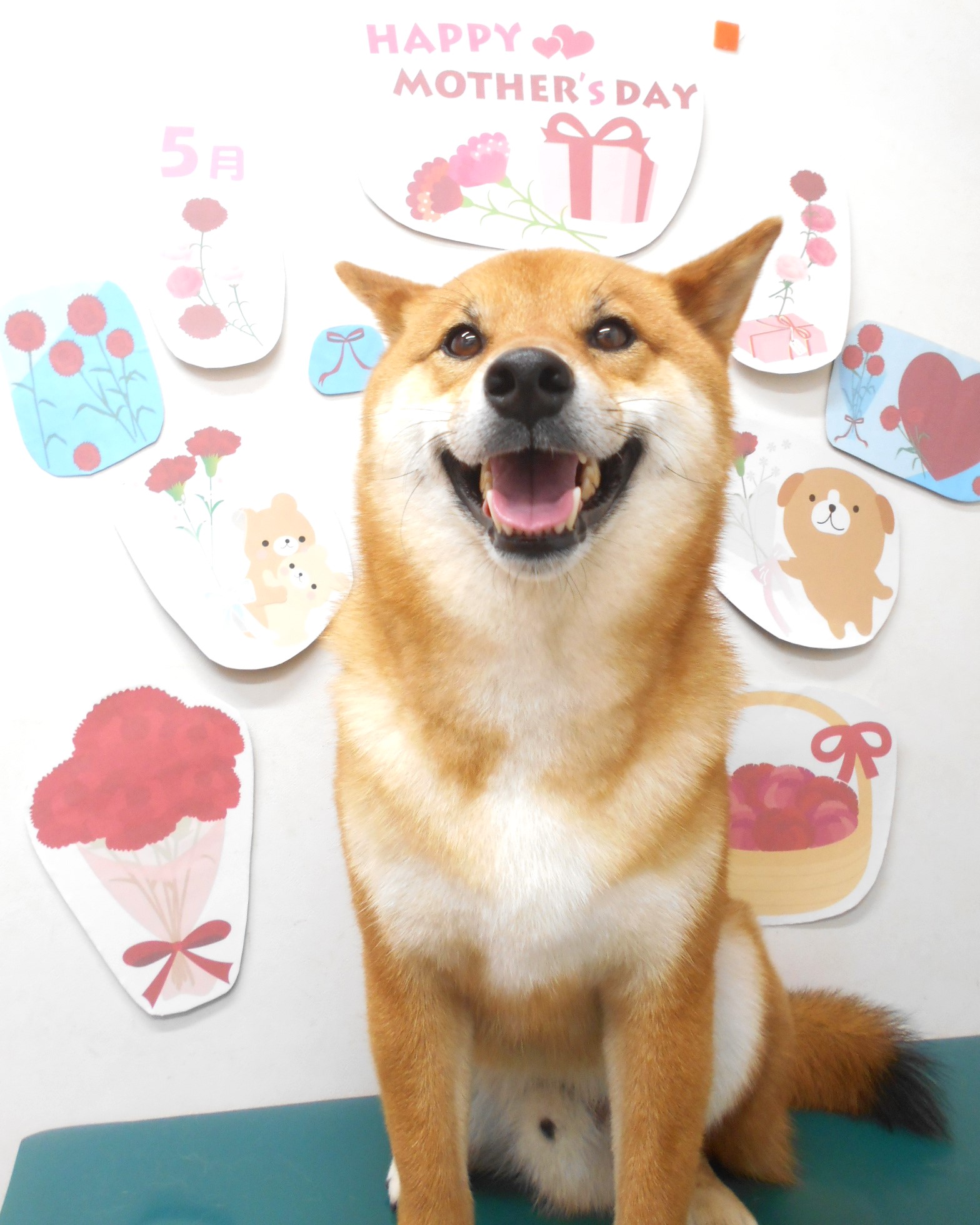 柴犬のトリミングカット シュシュどうぶつ病院の1枚目