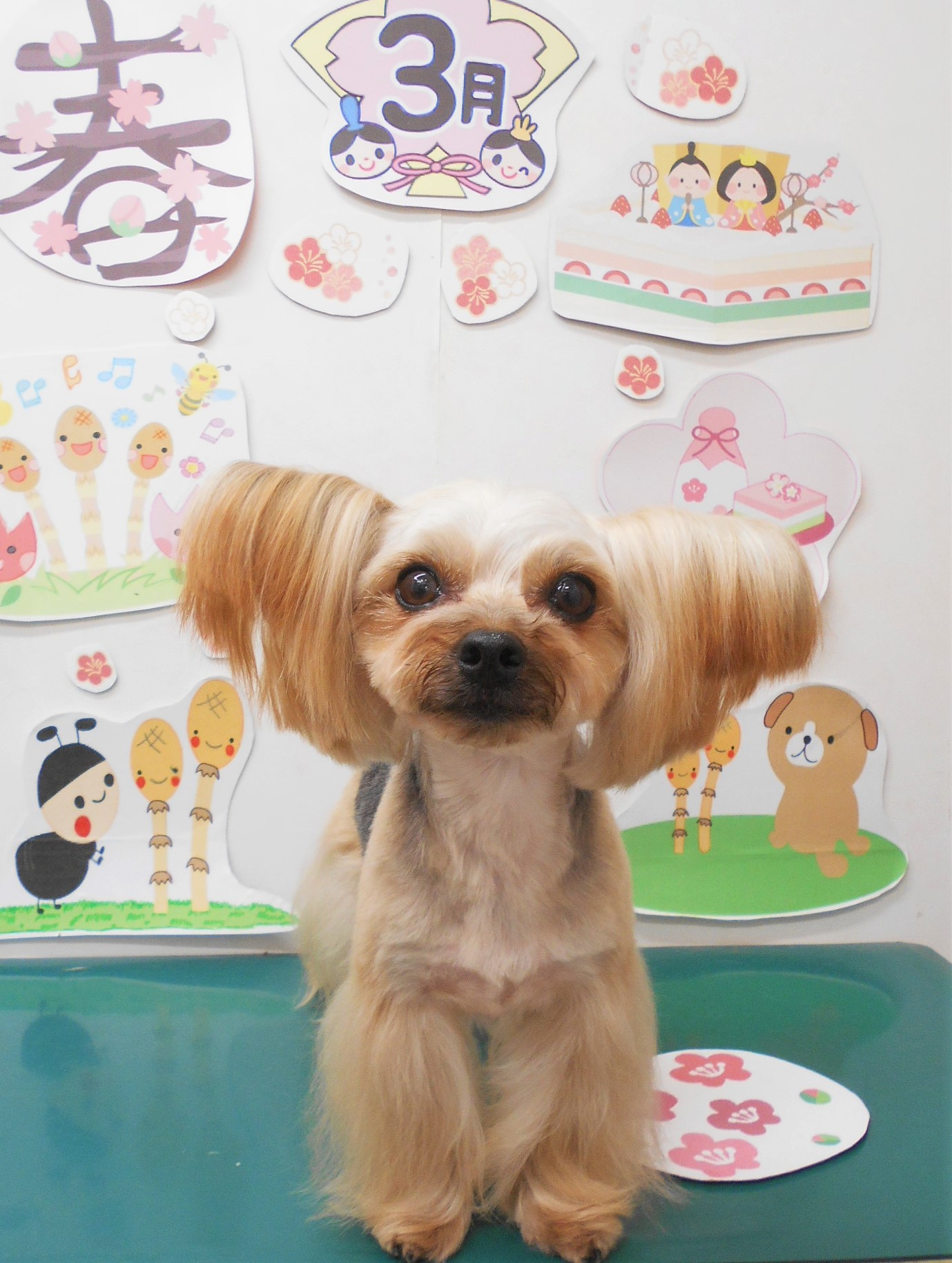 ヨークシャーテリアのトリミングカット シュシュどうぶつ病院の1枚目
