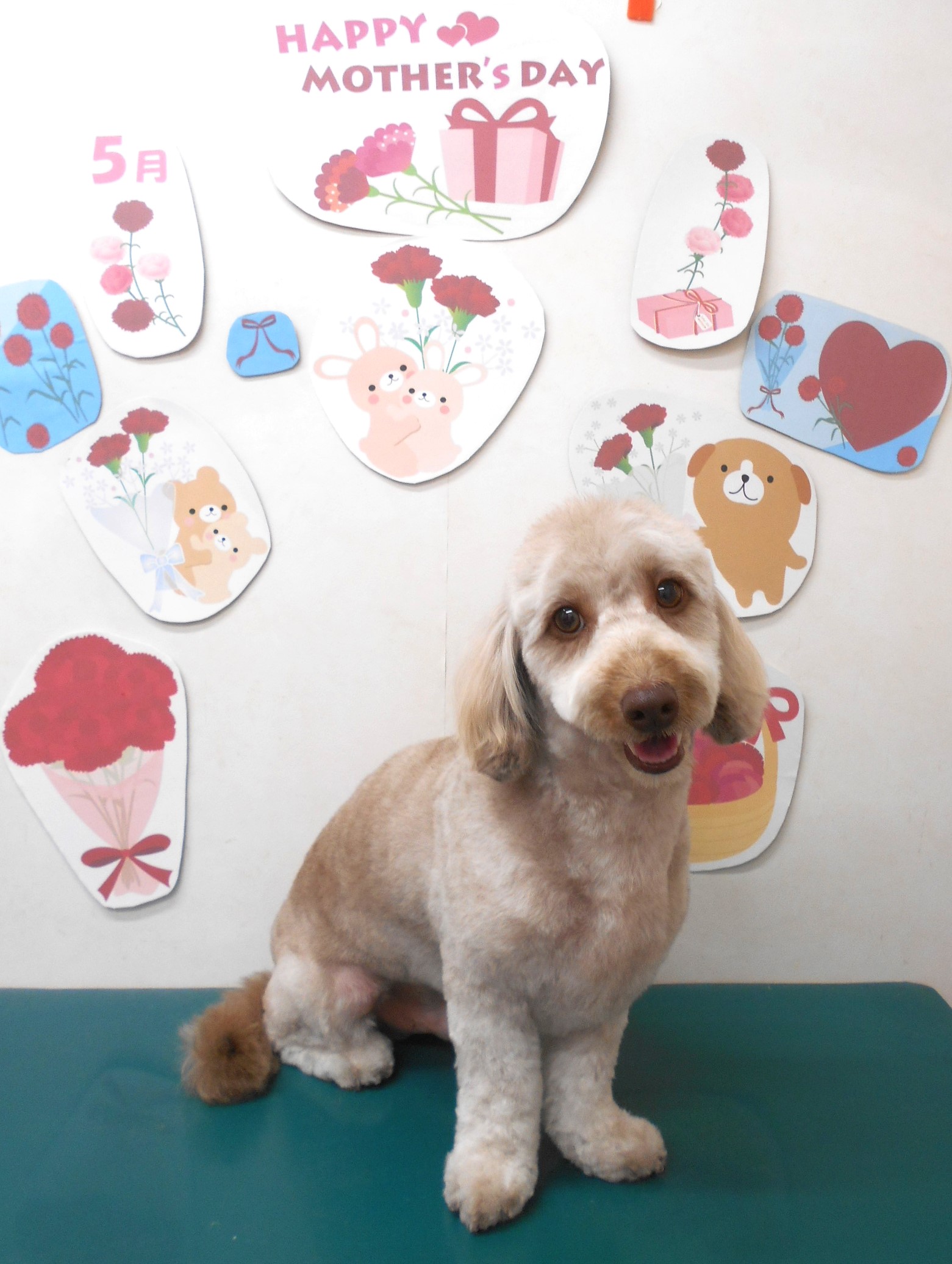 ミックス犬(その他)のトリミングカット シュシュどうぶつ病院の1枚目