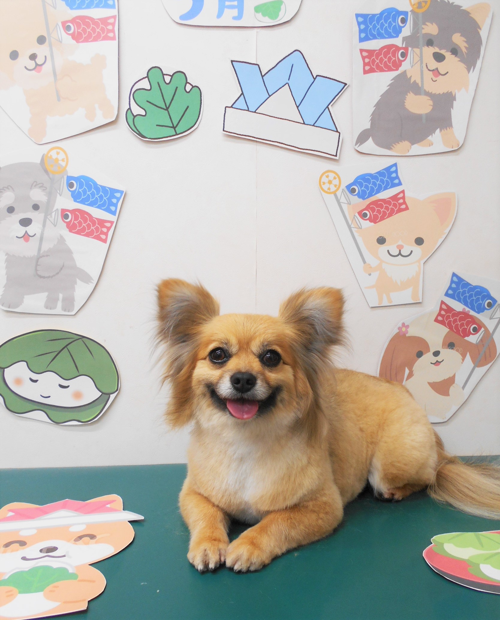 ミックス犬(その他)のトリミングカット シュシュどうぶつ病院の1枚目