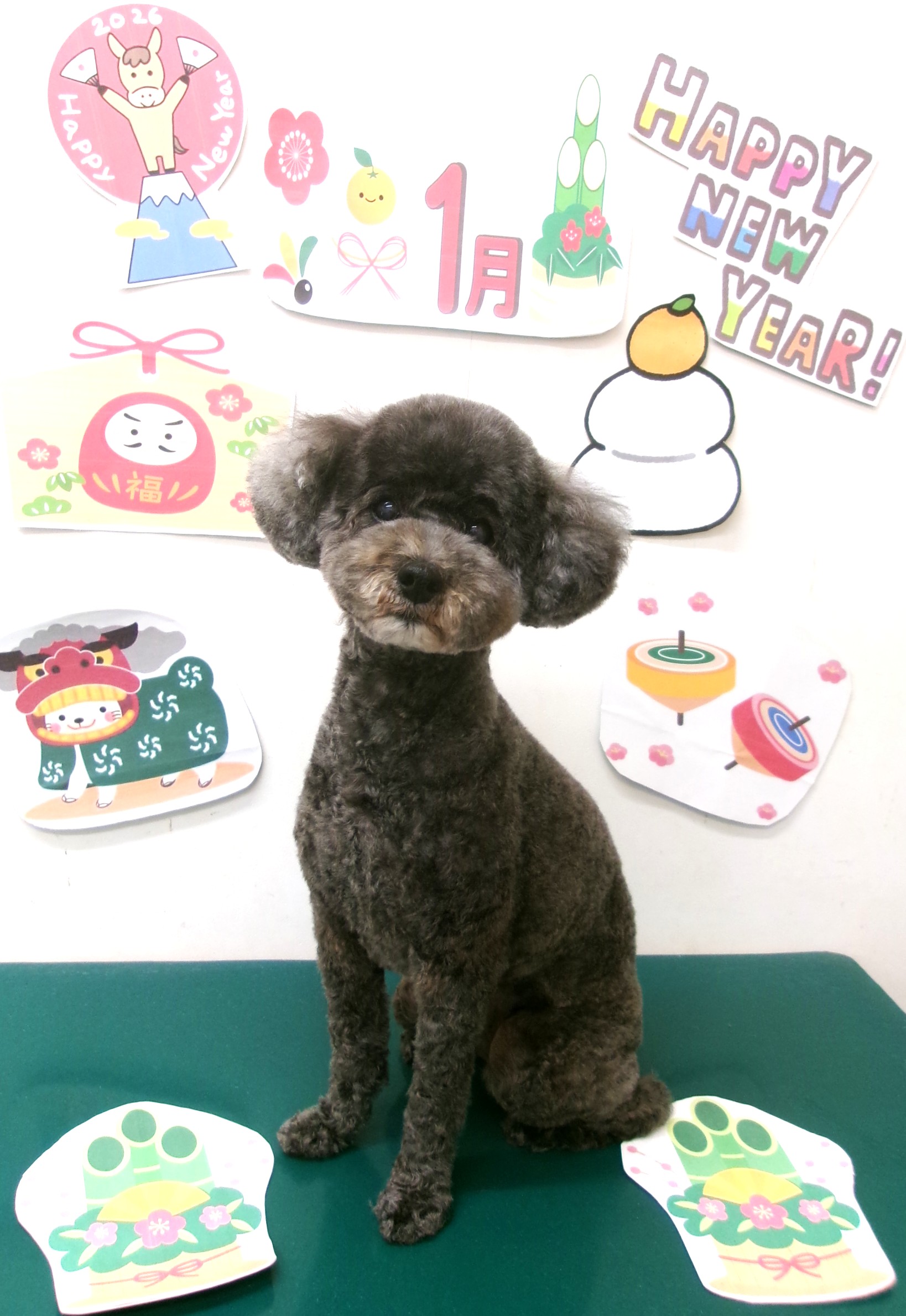 トイプードルのトリミングカット シュシュどうぶつ病院の1枚目