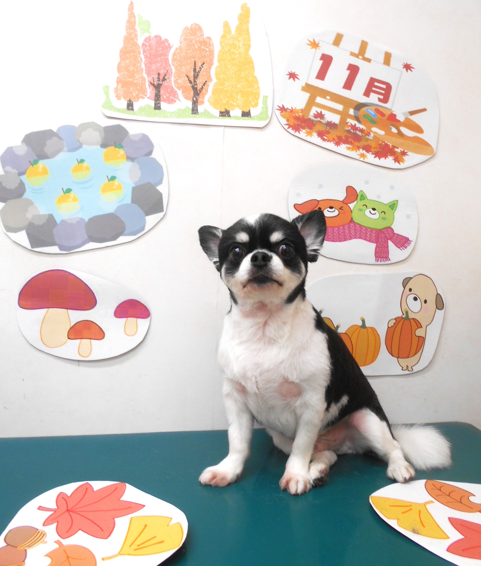 チワワのトリミングカット シュシュどうぶつ病院の1枚目
