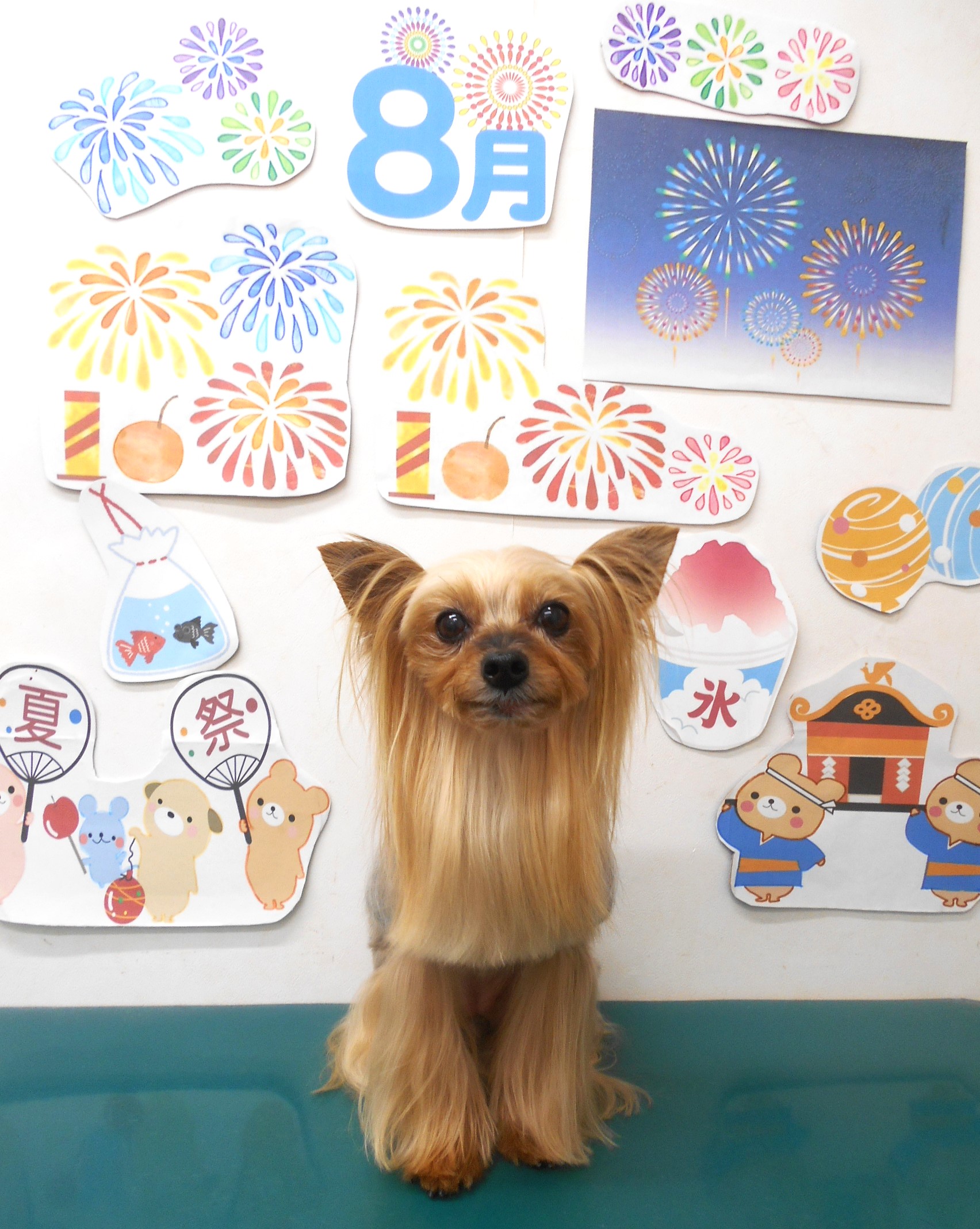 ヨークシャーテリアのトリミングカット シュシュどうぶつ病院の1枚目
