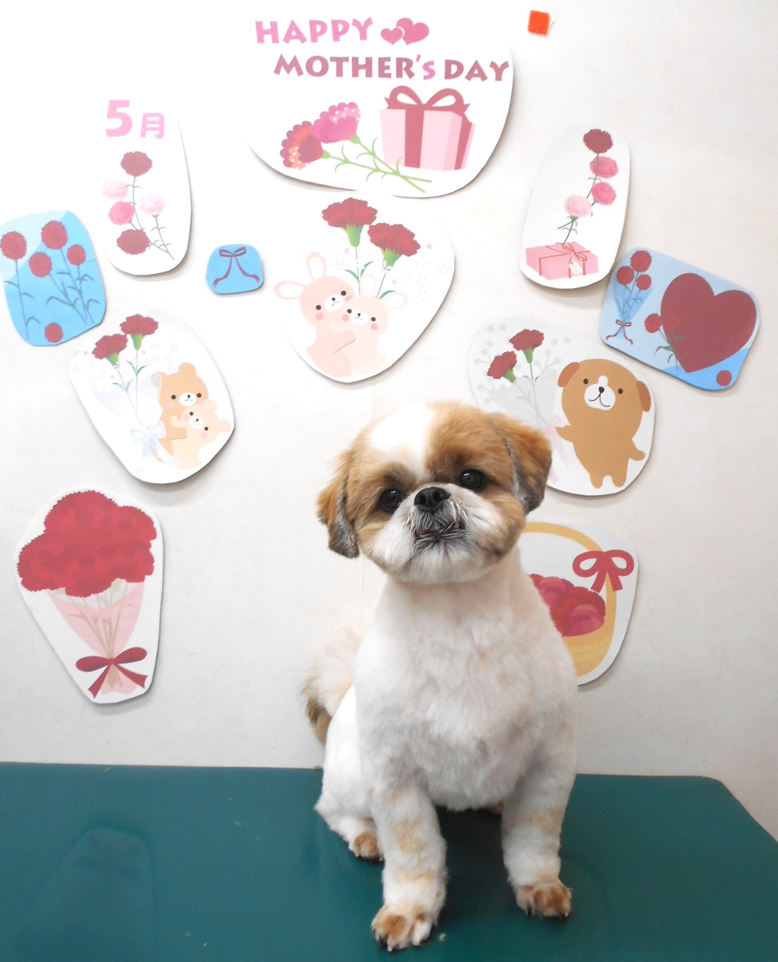 シーズーのトリミングカット シュシュどうぶつ病院の1枚目