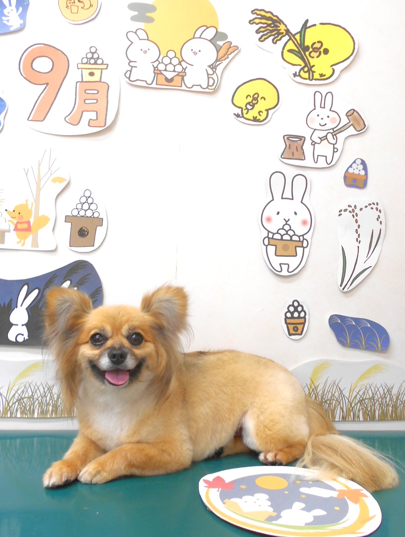 ミックス犬(その他)のトリミングカット シュシュどうぶつ病院の1枚目