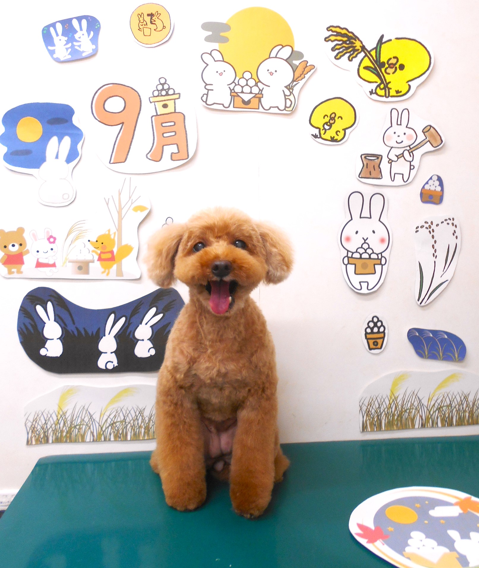 トリミングサロン シュシュどうぶつ病院のトリミングカット-8071の1枚目