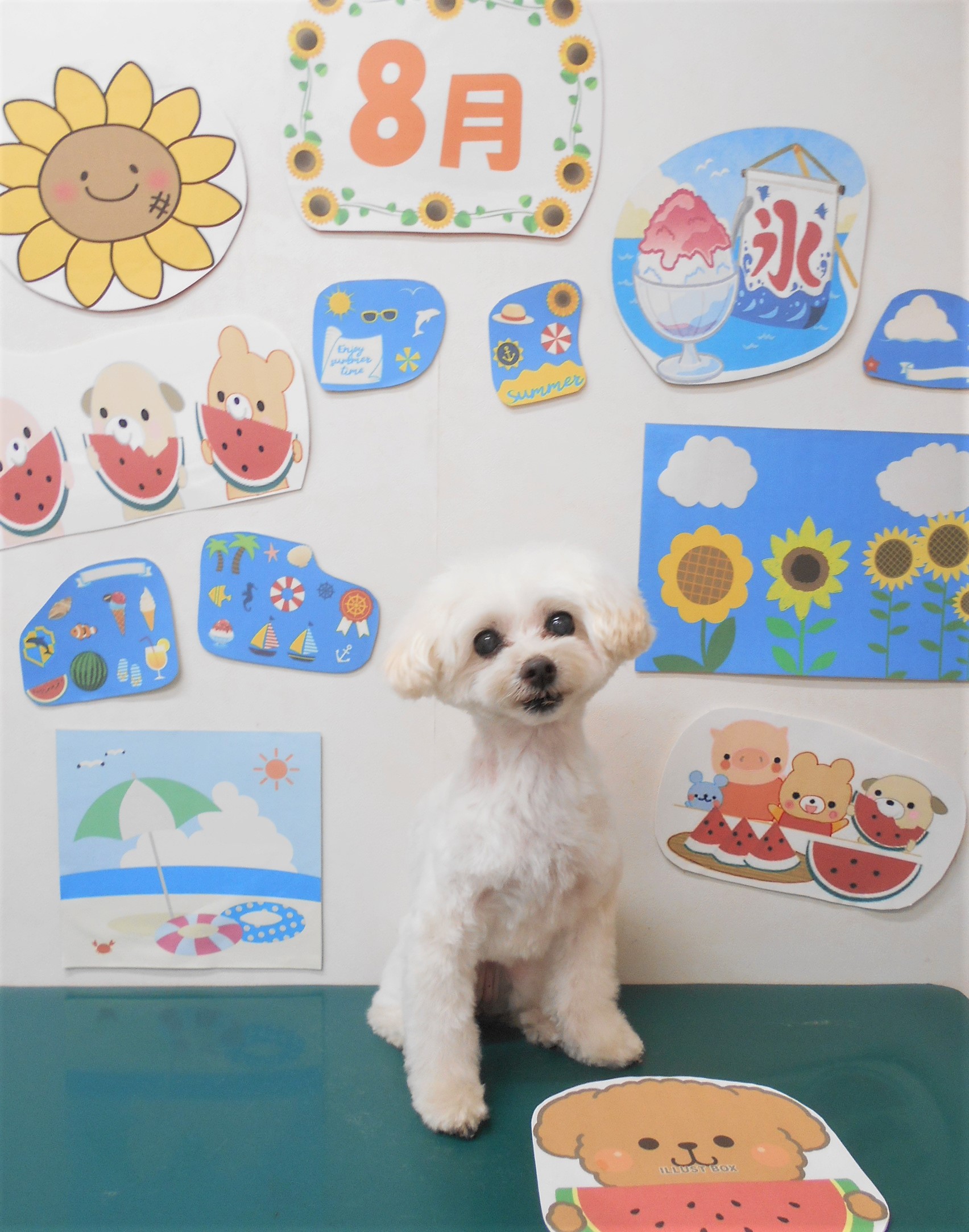 ミックス犬(その他)のトリミングカット シュシュどうぶつ病院の1枚目