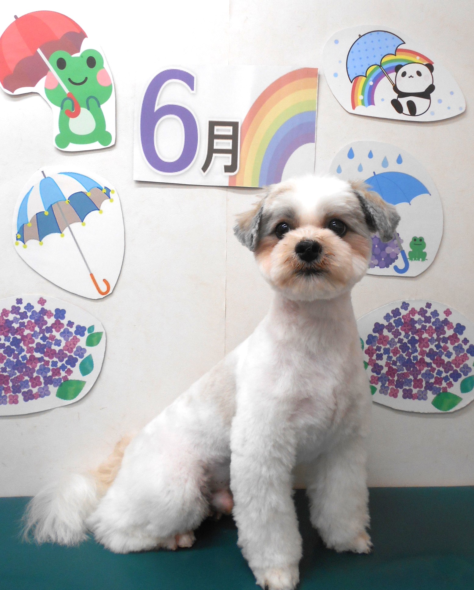 ミックス犬(その他)のトリミングカット シュシュどうぶつ病院の1枚目