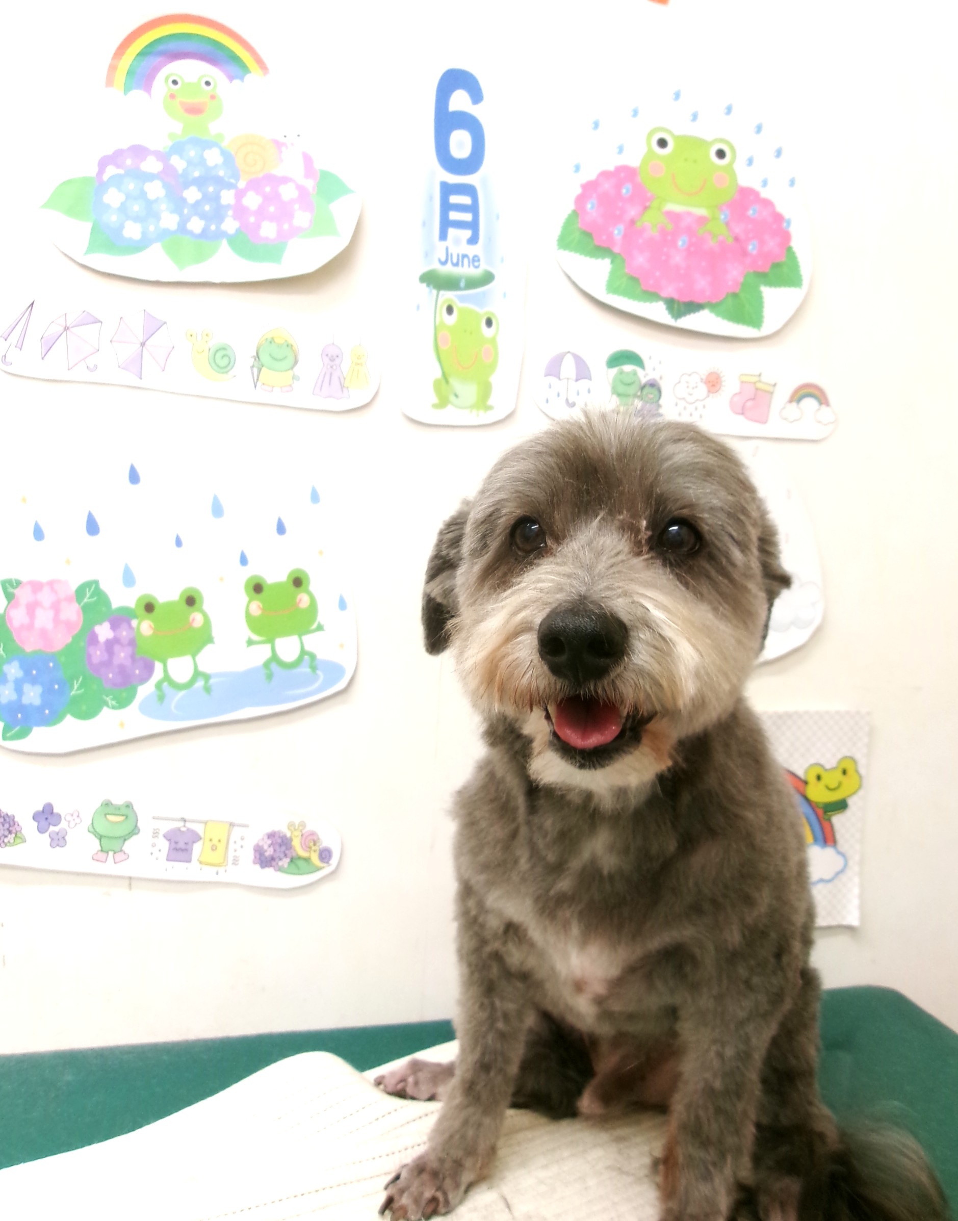 トリミングサロン シュシュどうぶつ病院のトリミングカット-10147の1枚目