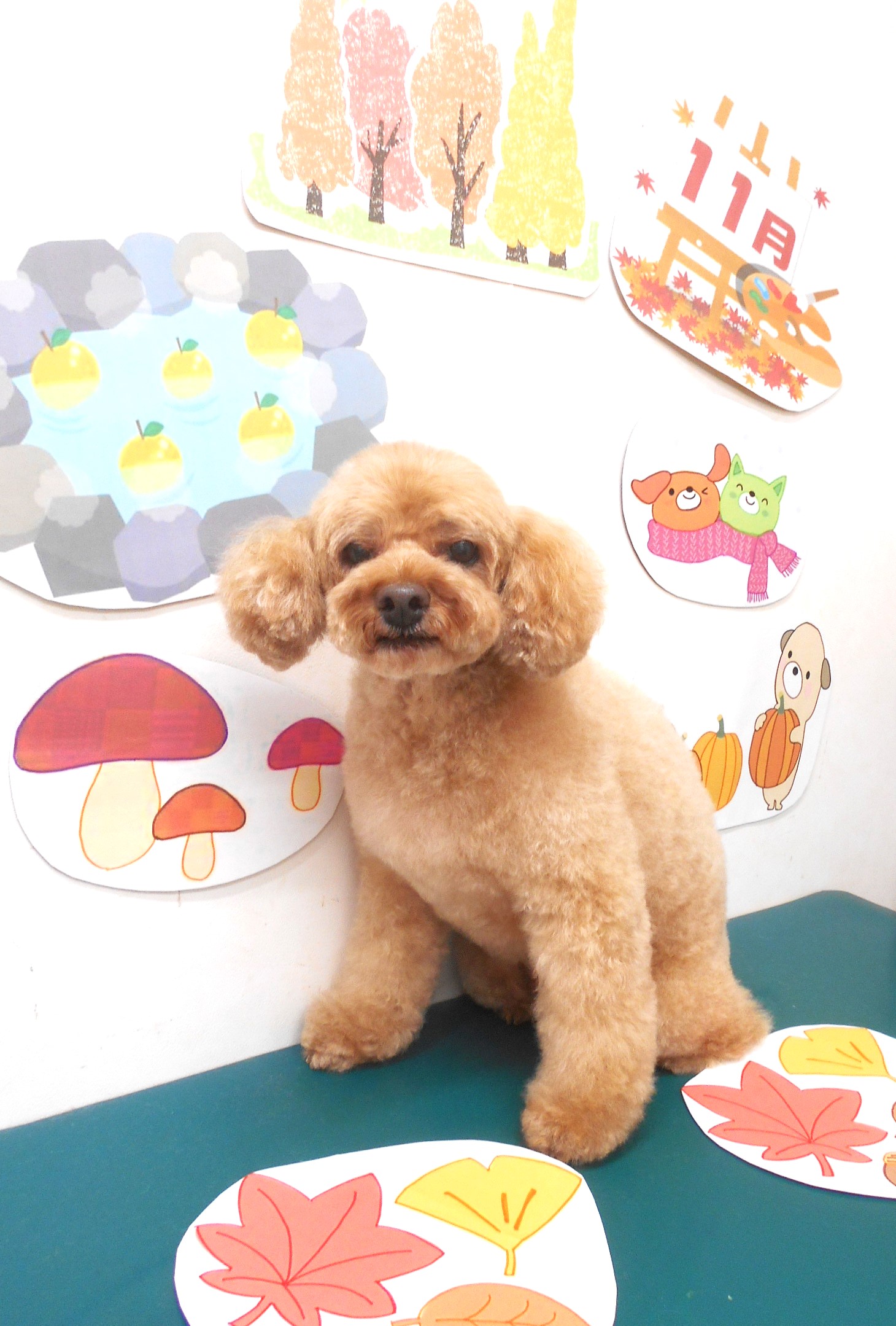 トイプードルのトリミングカット シュシュどうぶつ病院の1枚目