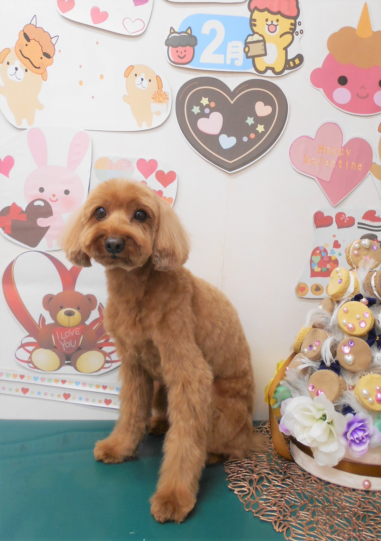 ミックス犬(その他)のトリミングカット シュシュどうぶつ病院の1枚目