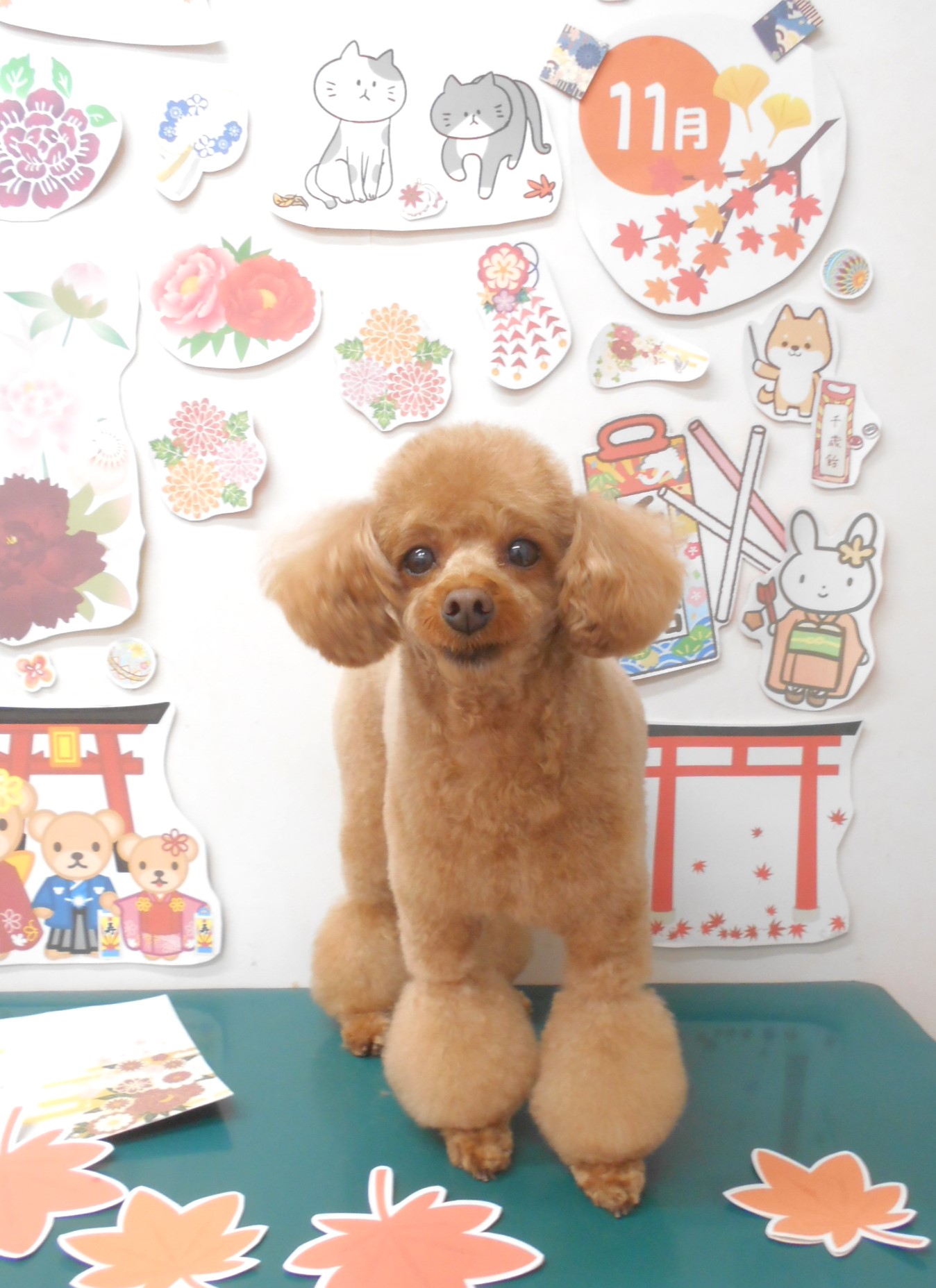 トリミングサロン シュシュどうぶつ病院のトリミングカット-8287の1枚目