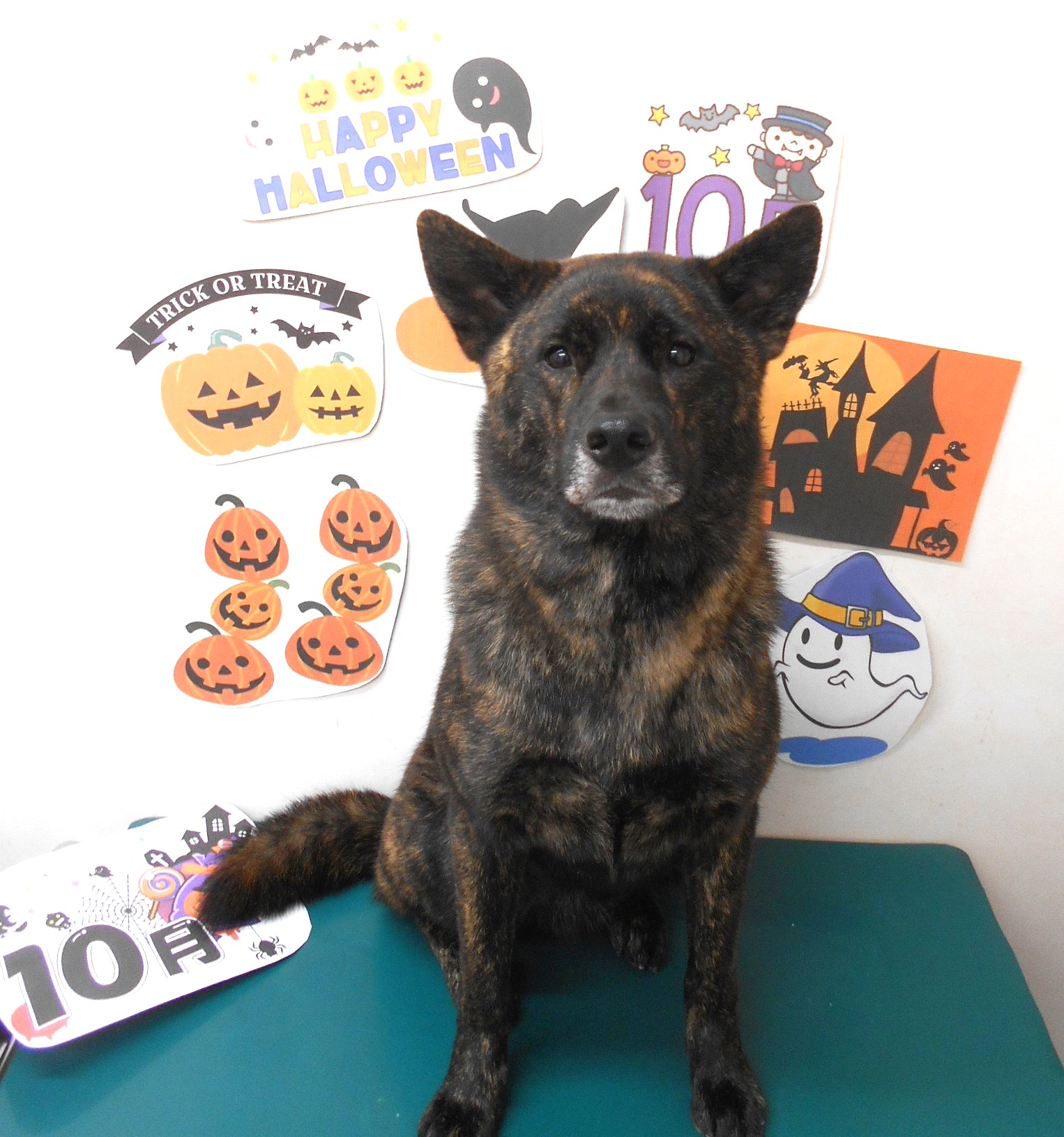 甲斐犬のトリミングカット シュシュどうぶつ病院の1枚目