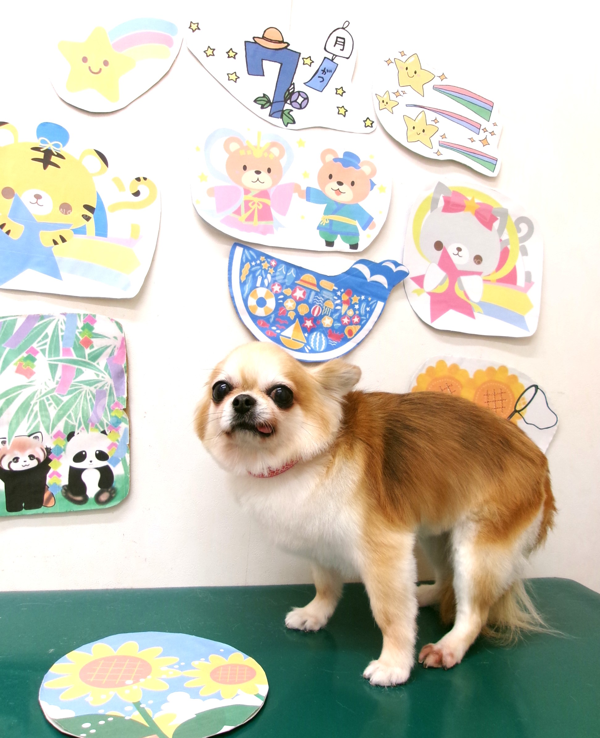 チワワのトリミングカット シュシュどうぶつ病院の1枚目