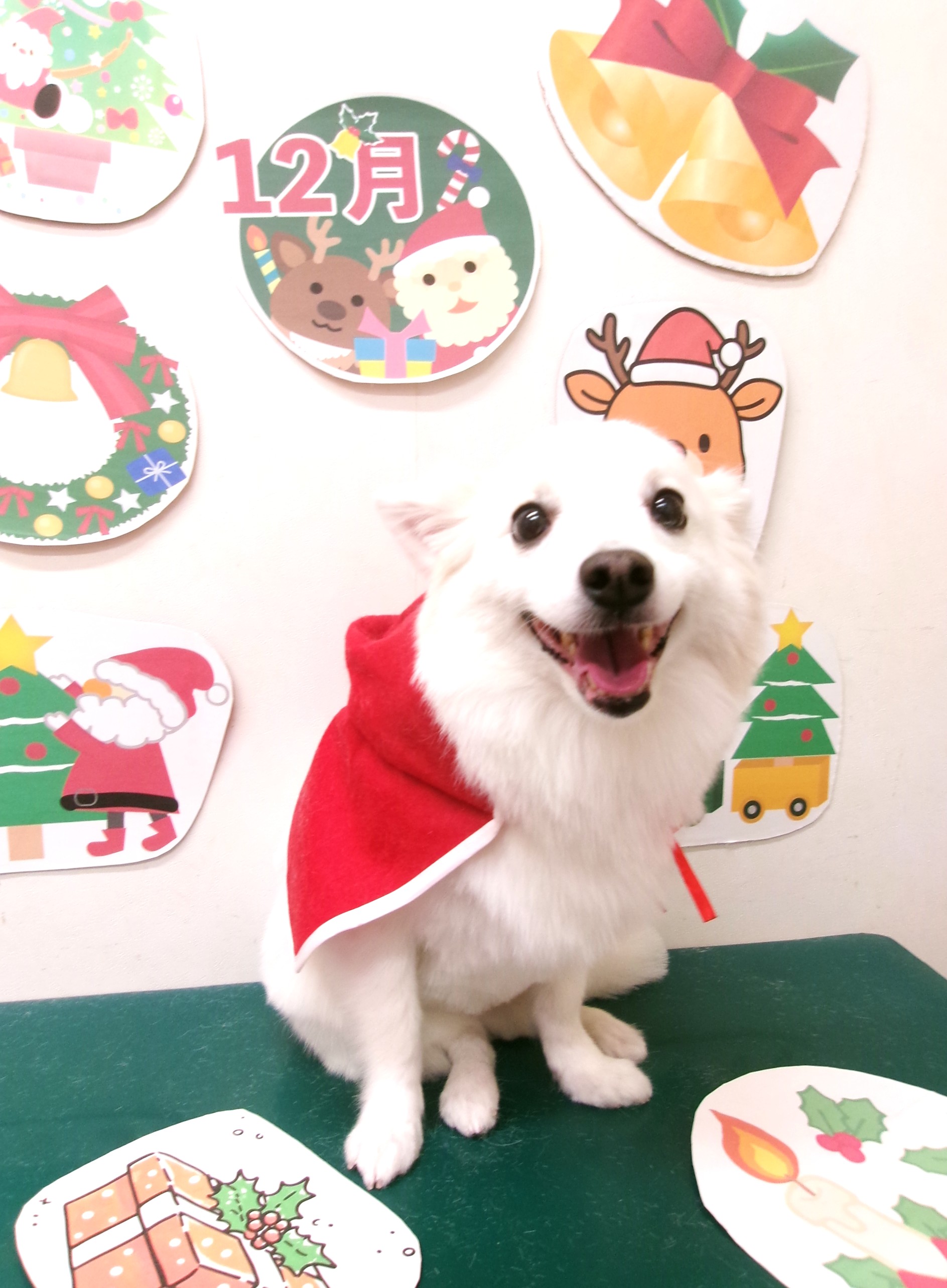 カット例 - シュシュどうぶつ病院