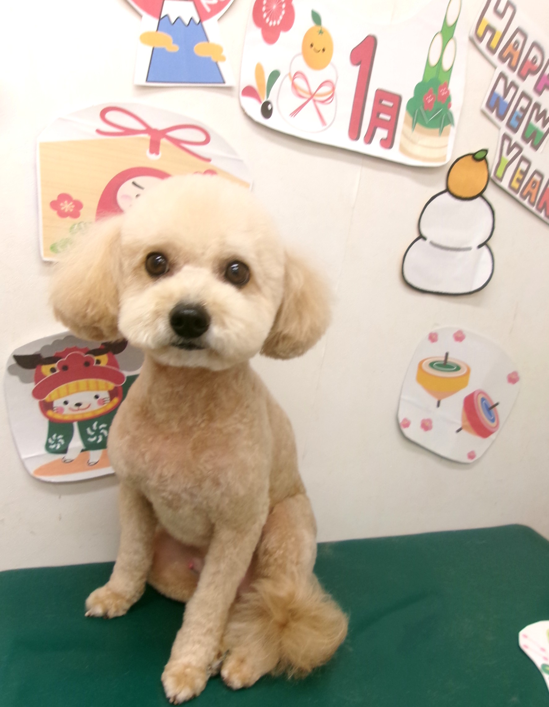 ポメプー (ポメラニアン×トイプードル)のトリミングカット シュシュどうぶつ病院の1枚目