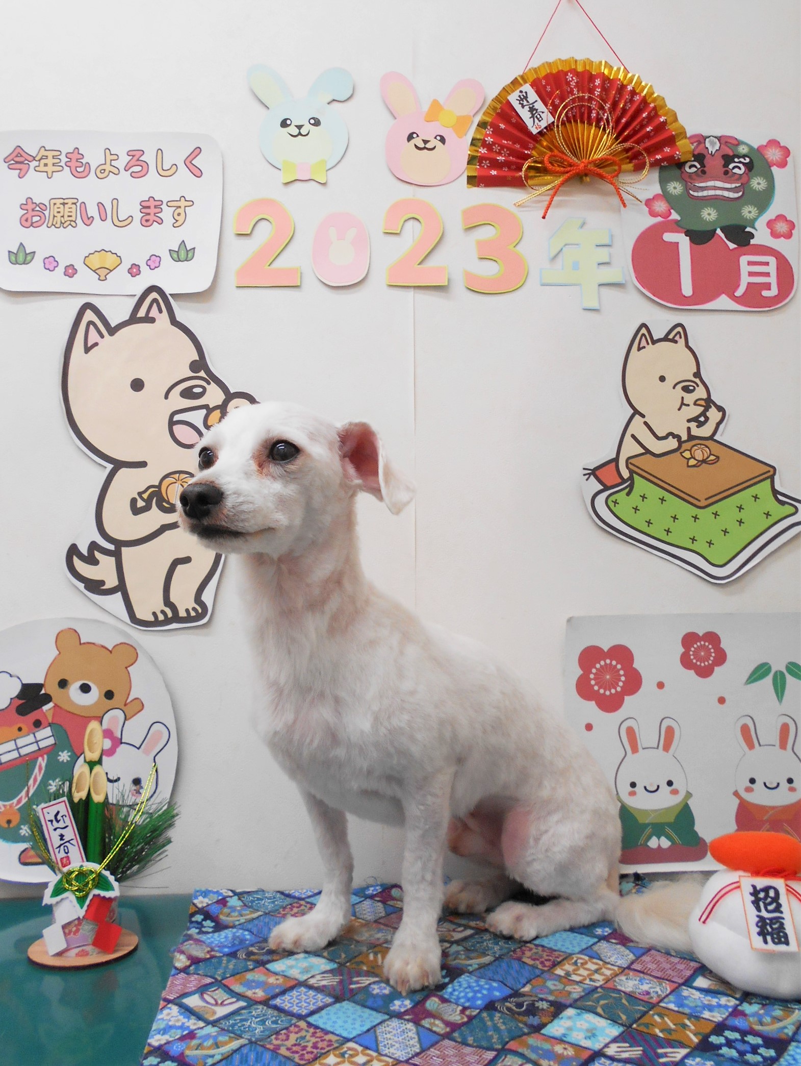 マルチーズのトリミングカット シュシュどうぶつ病院の1枚目