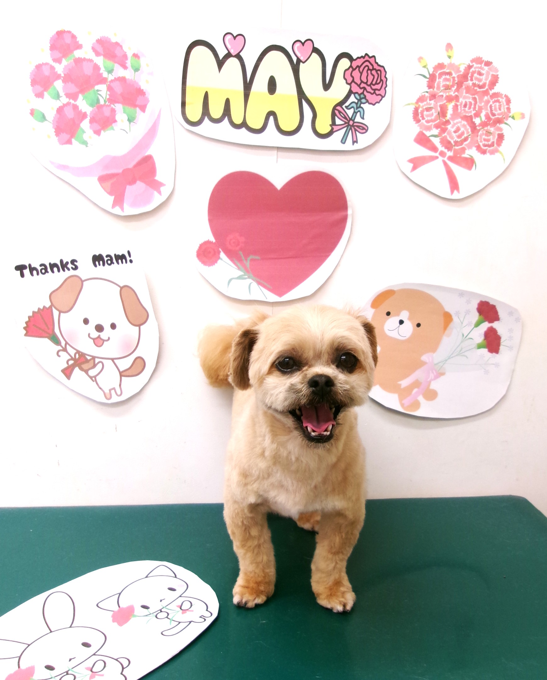 トリミングサロン シュシュどうぶつ病院のトリミングカット-10009の1枚目