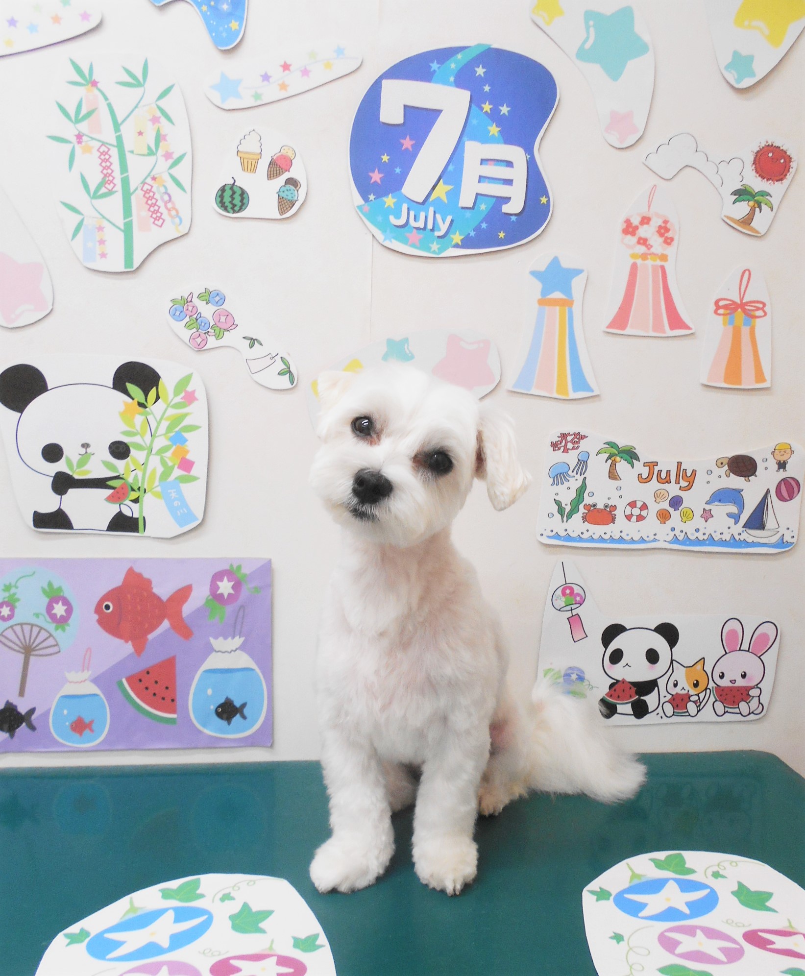 マルチーズのトリミングカット シュシュどうぶつ病院の1枚目
