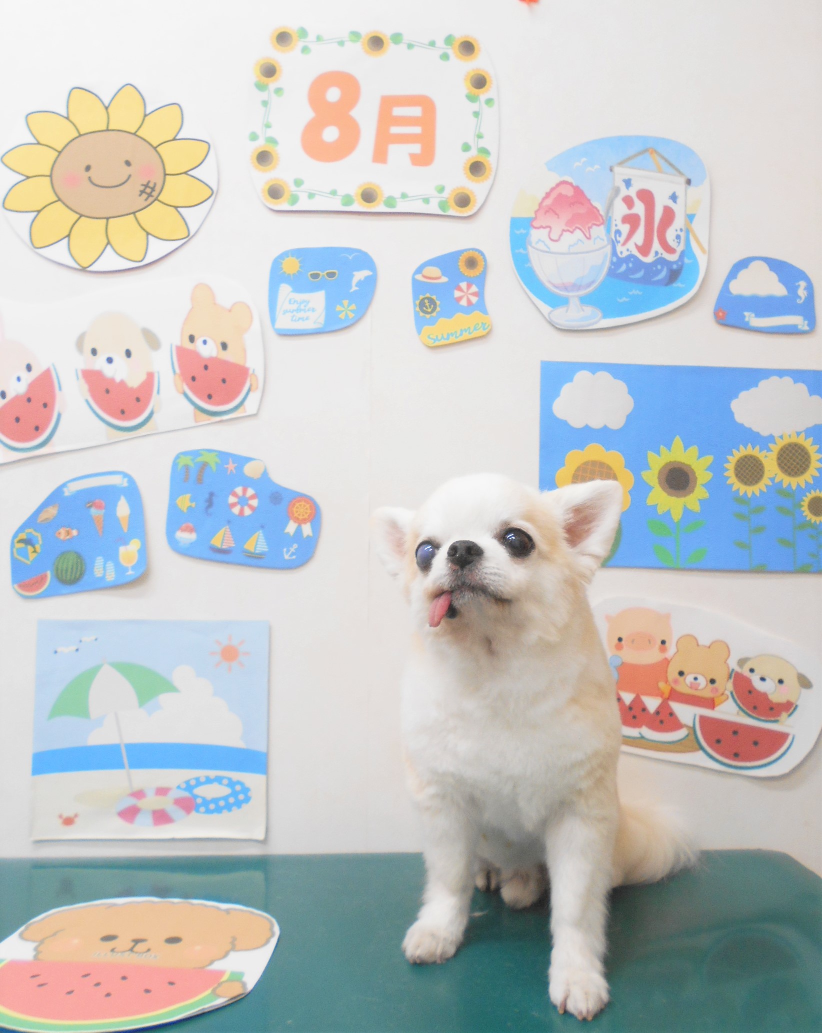 チワワのトリミングカット シュシュどうぶつ病院の1枚目