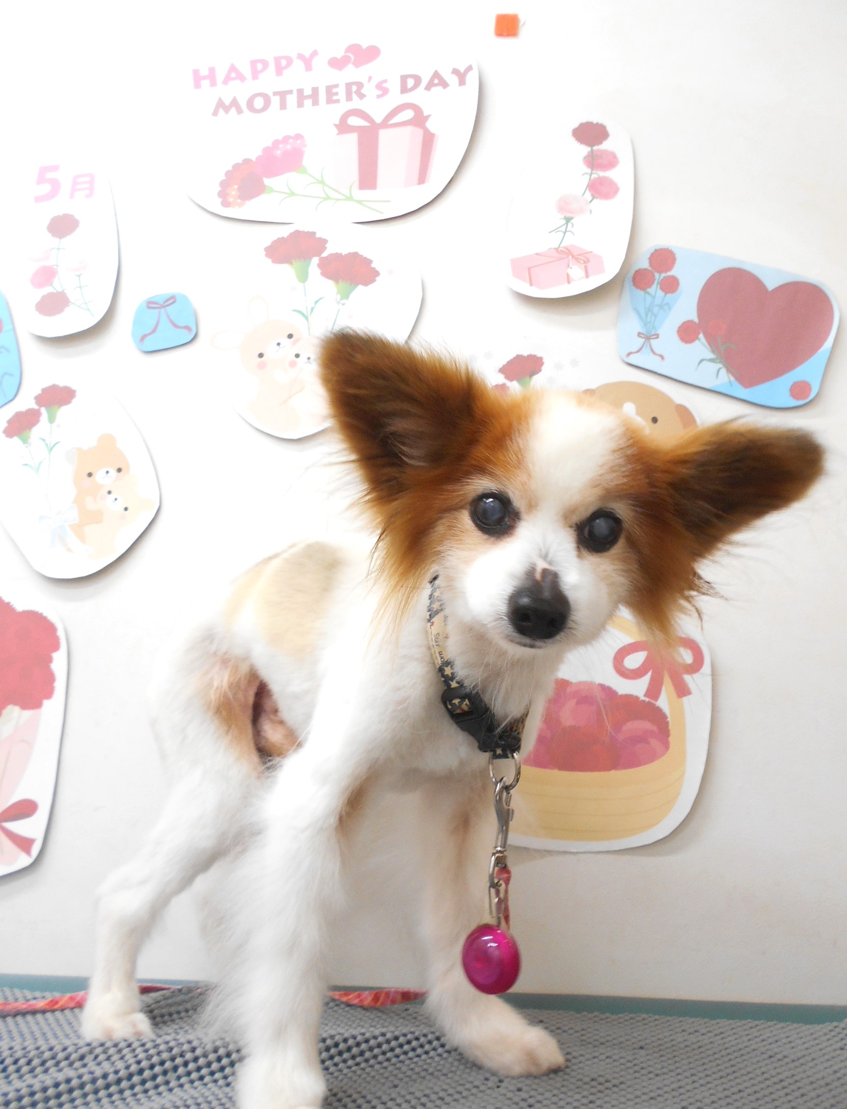 パピヨンのトリミングカット シュシュどうぶつ病院の1枚目