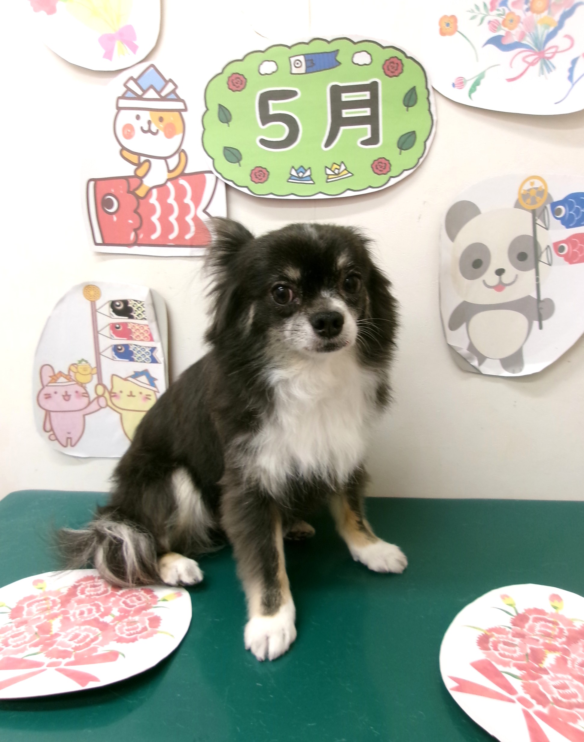 チワワのトリミングカット シュシュどうぶつ病院の1枚目