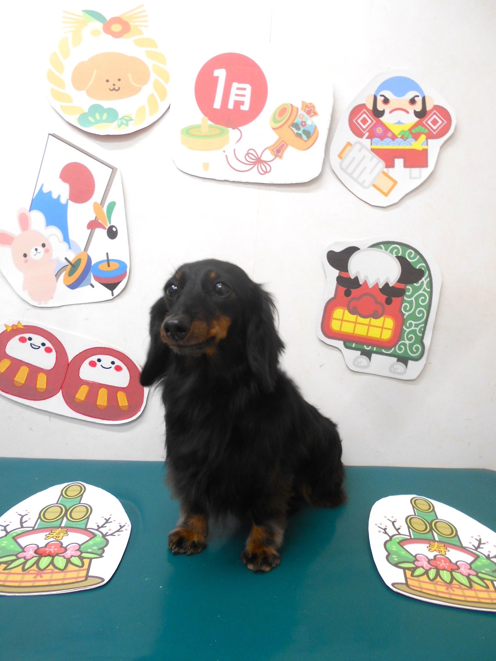 ミニチュアダックスフンドのトリミングカット シュシュどうぶつ病院の1枚目