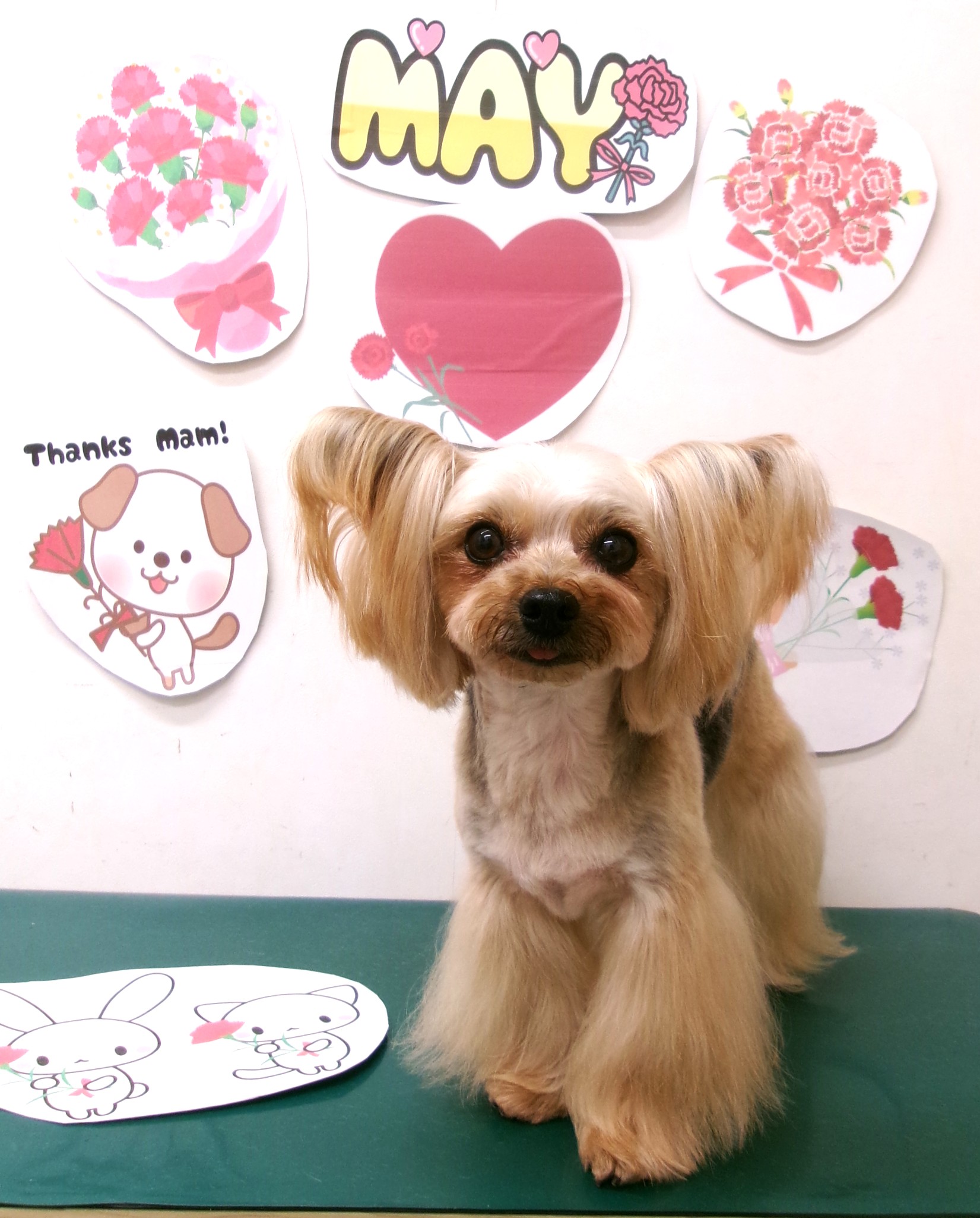 トリミングサロン シュシュどうぶつ病院のトリミングカット-9984の1枚目