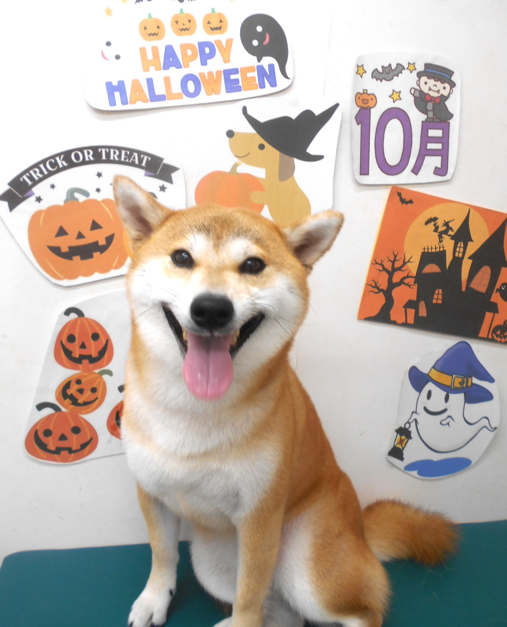 柴犬のトリミングカット シュシュどうぶつ病院の1枚目