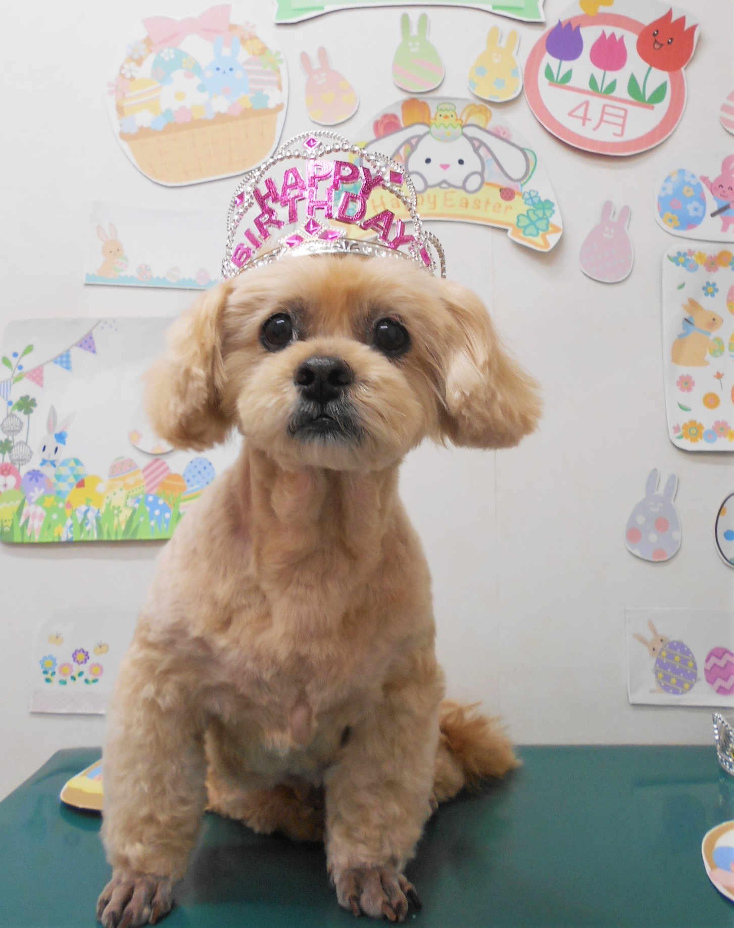 ミックス犬(その他)のトリミングカット シュシュどうぶつ病院の1枚目