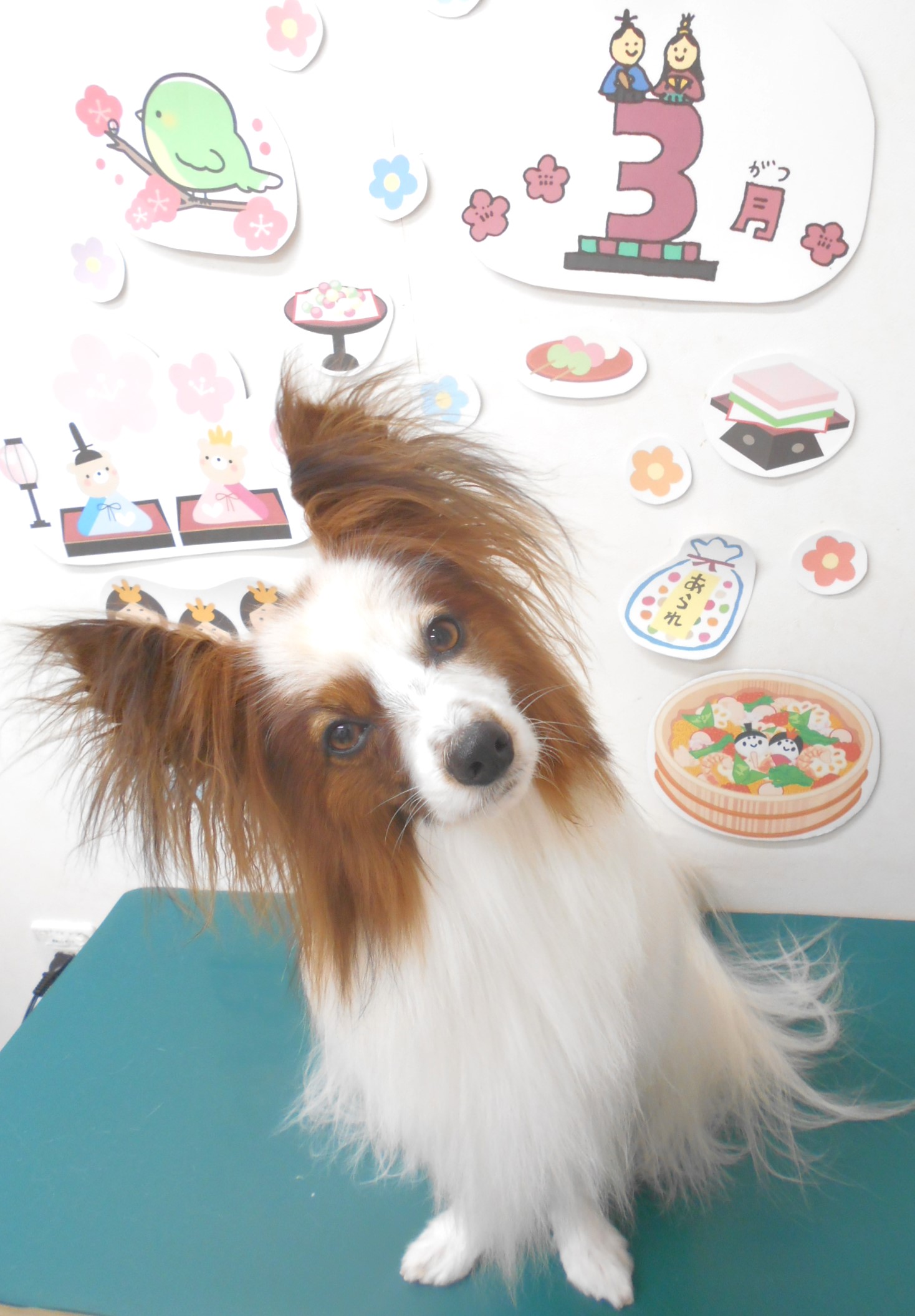 ミックス犬(その他)のトリミングカット シュシュどうぶつ病院の1枚目