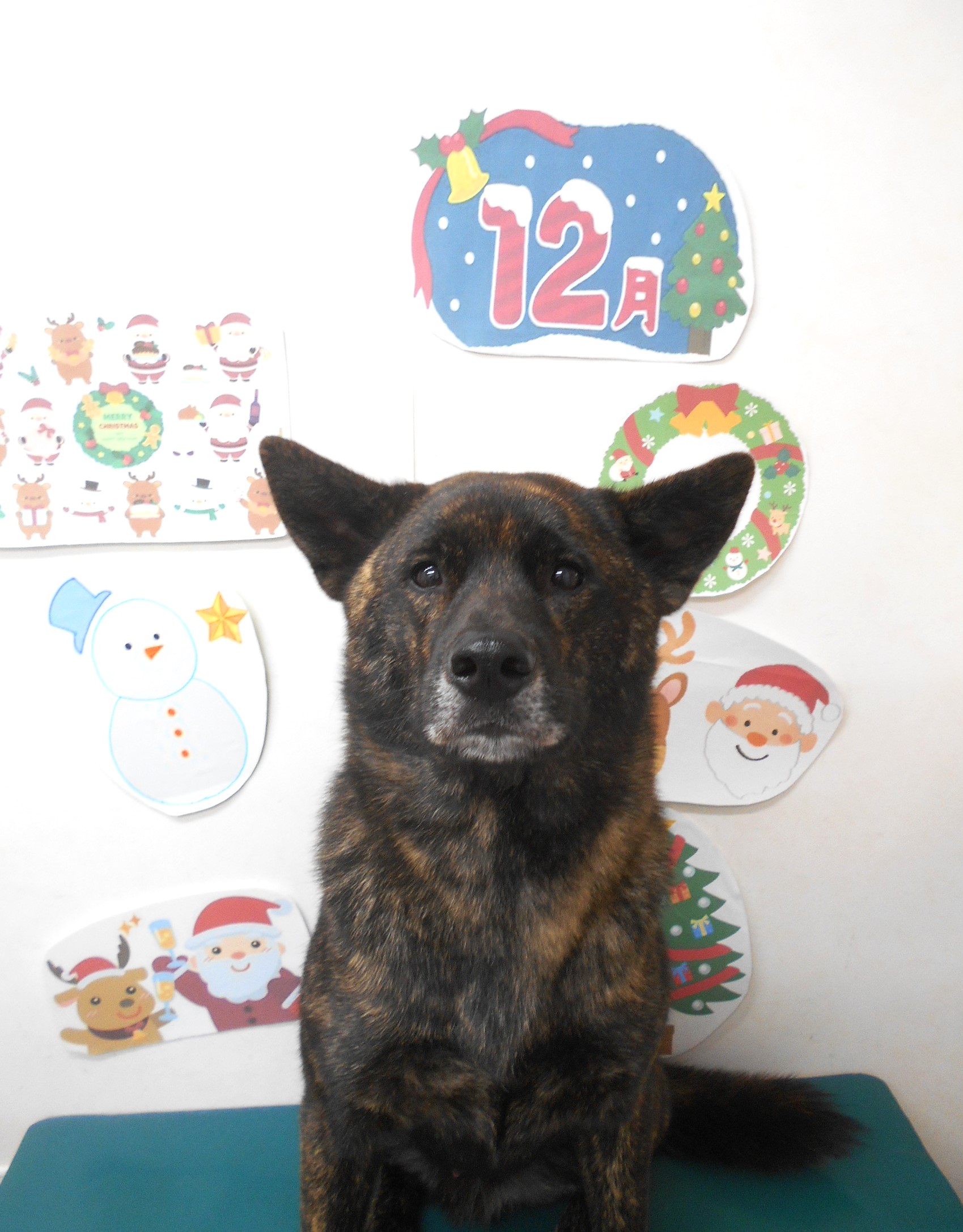 甲斐犬のトリミングカット シュシュどうぶつ病院の1枚目