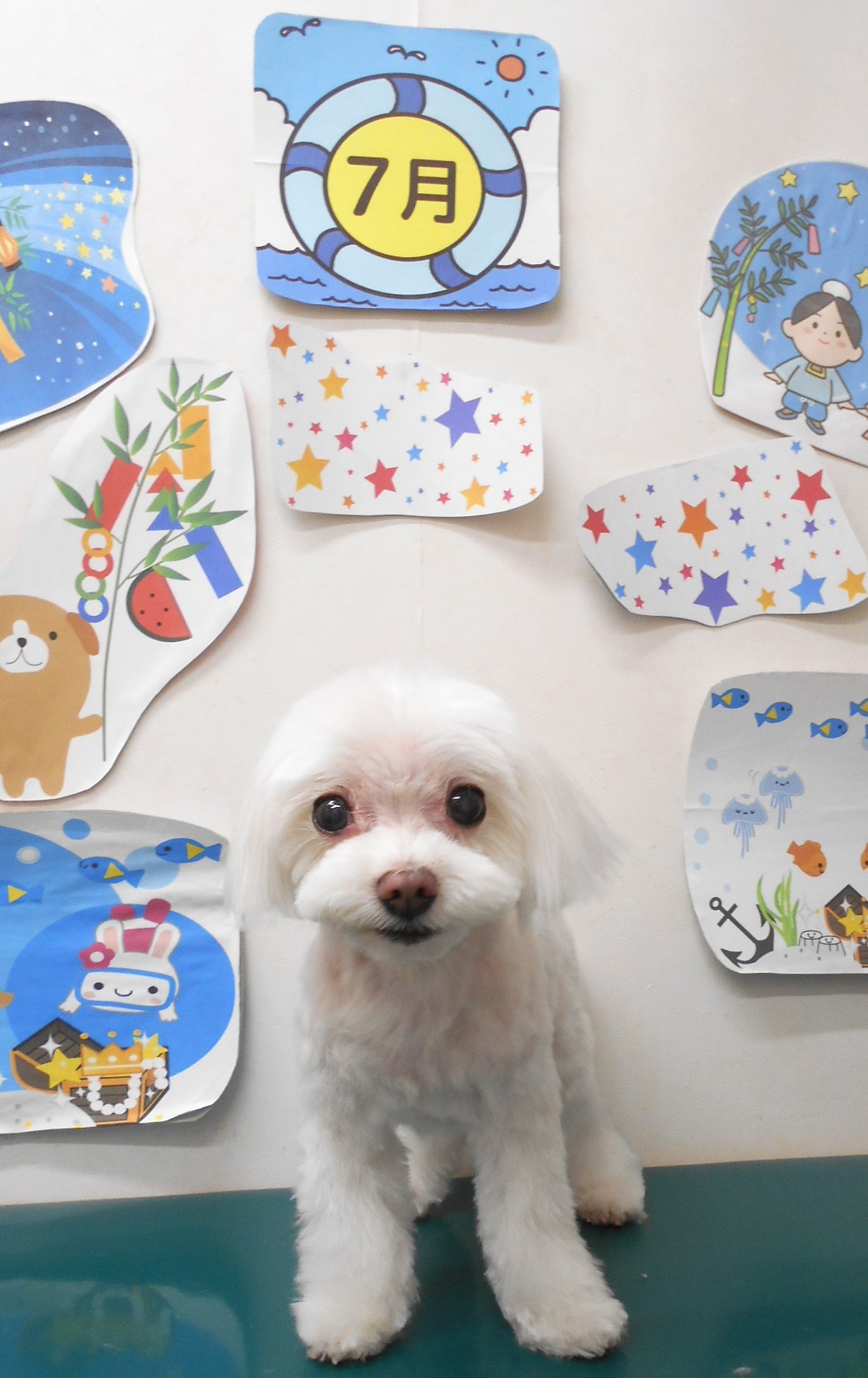 マルチーズのトリミングカット シュシュどうぶつ病院の1枚目