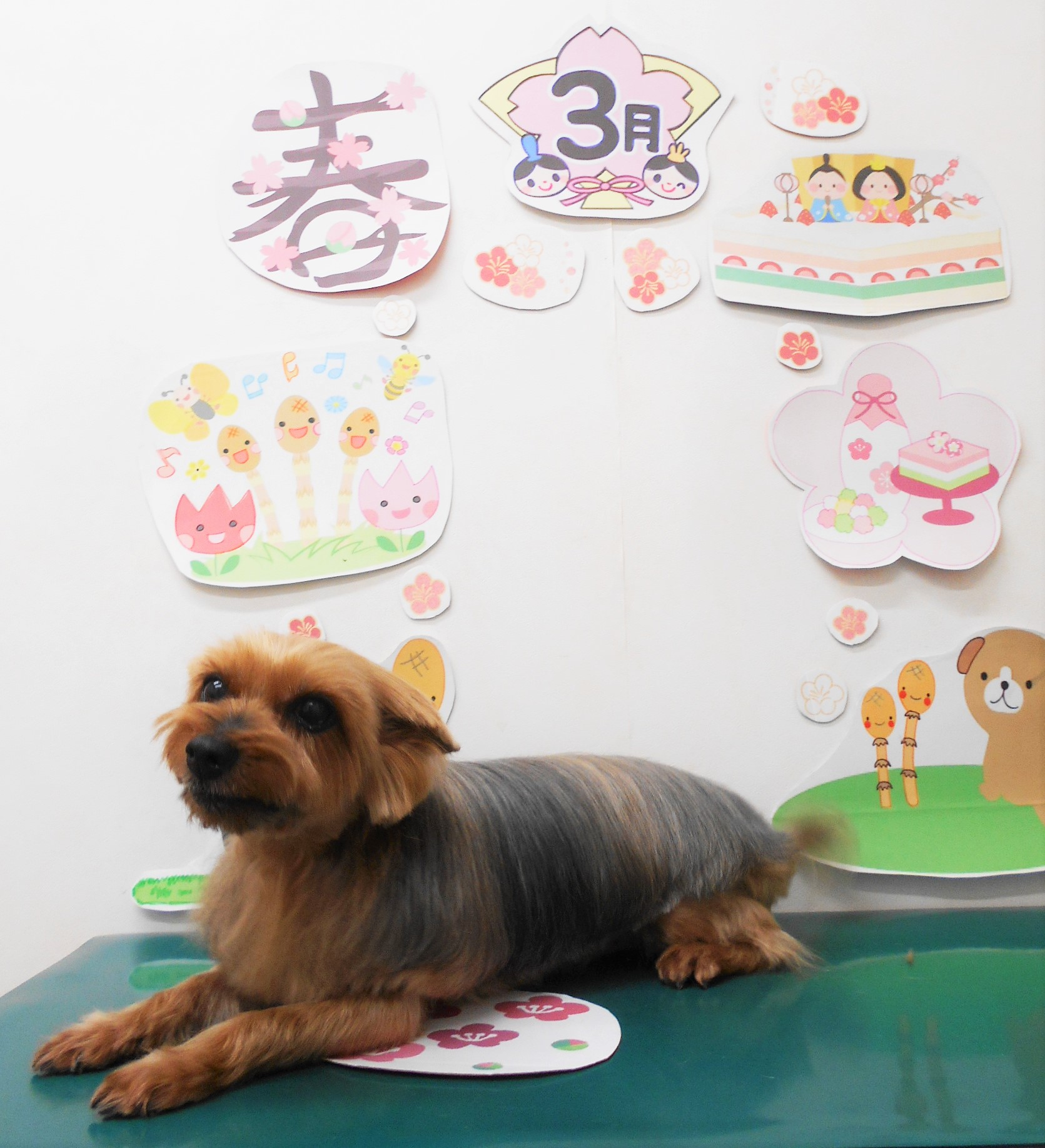 ヨークシャーテリアのトリミングカット シュシュどうぶつ病院の1枚目