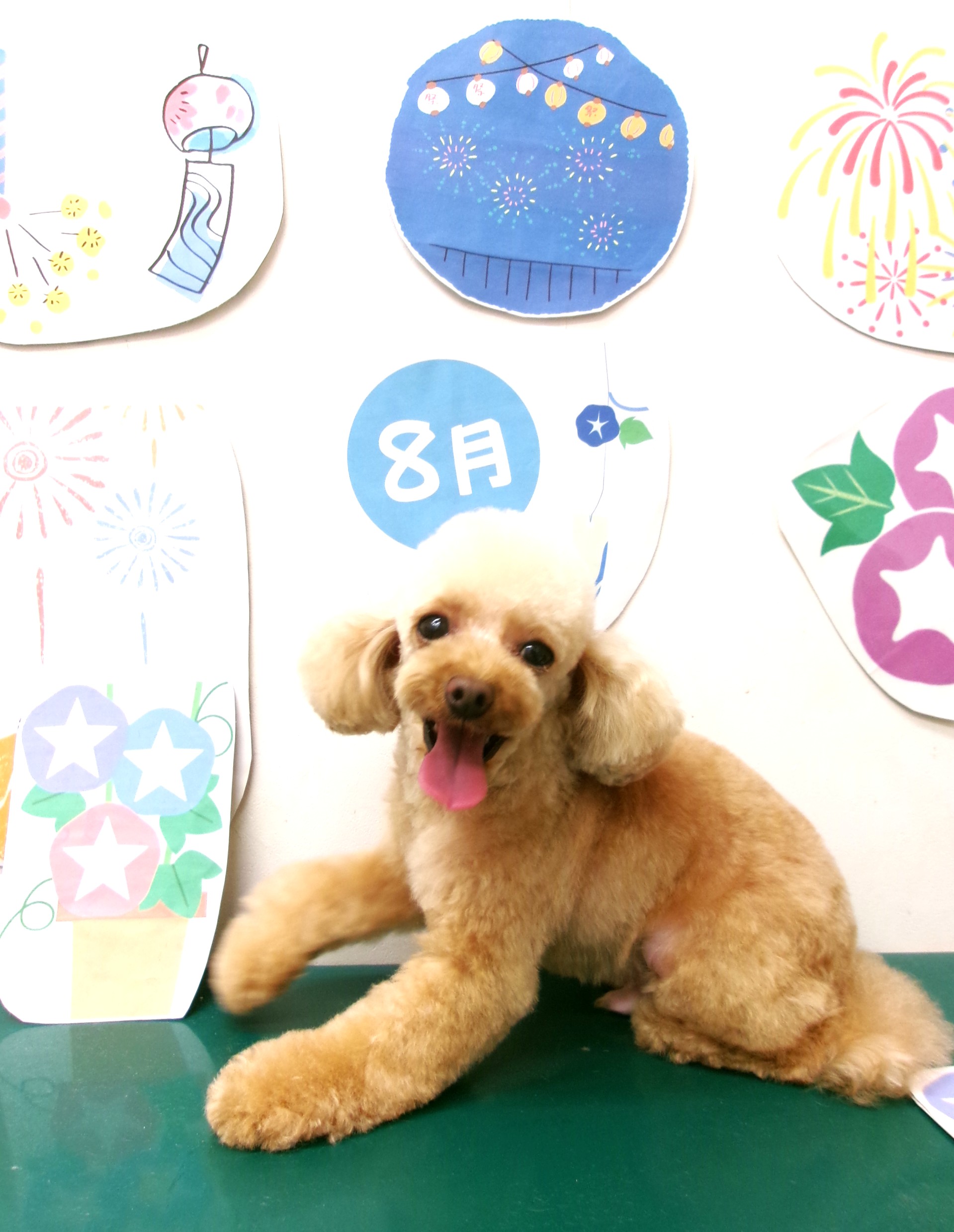 トリミングサロン シュシュどうぶつ病院のトリミングカット-10298の1枚目