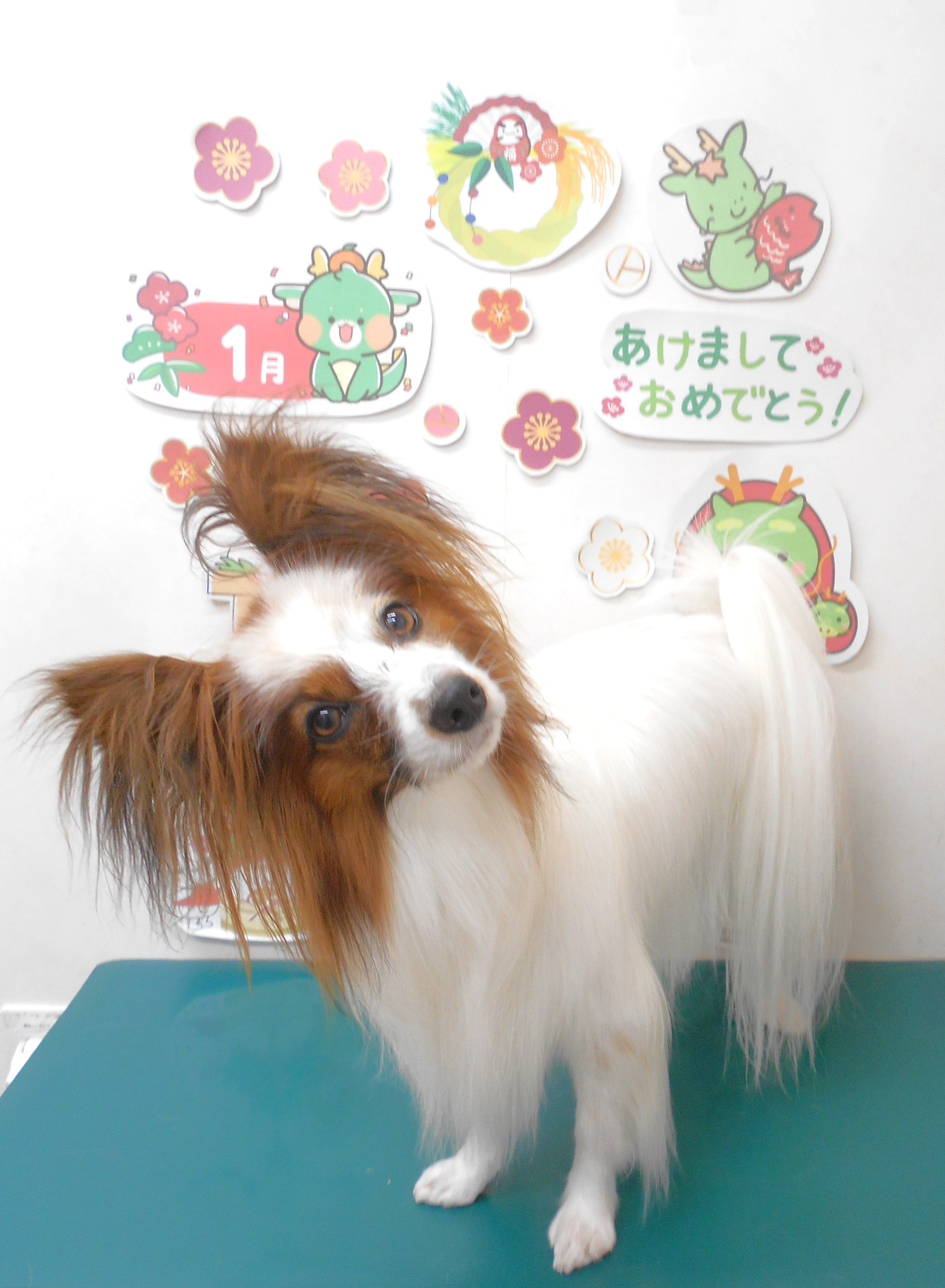 ミックス犬(その他)のトリミングカット シュシュどうぶつ病院の1枚目
