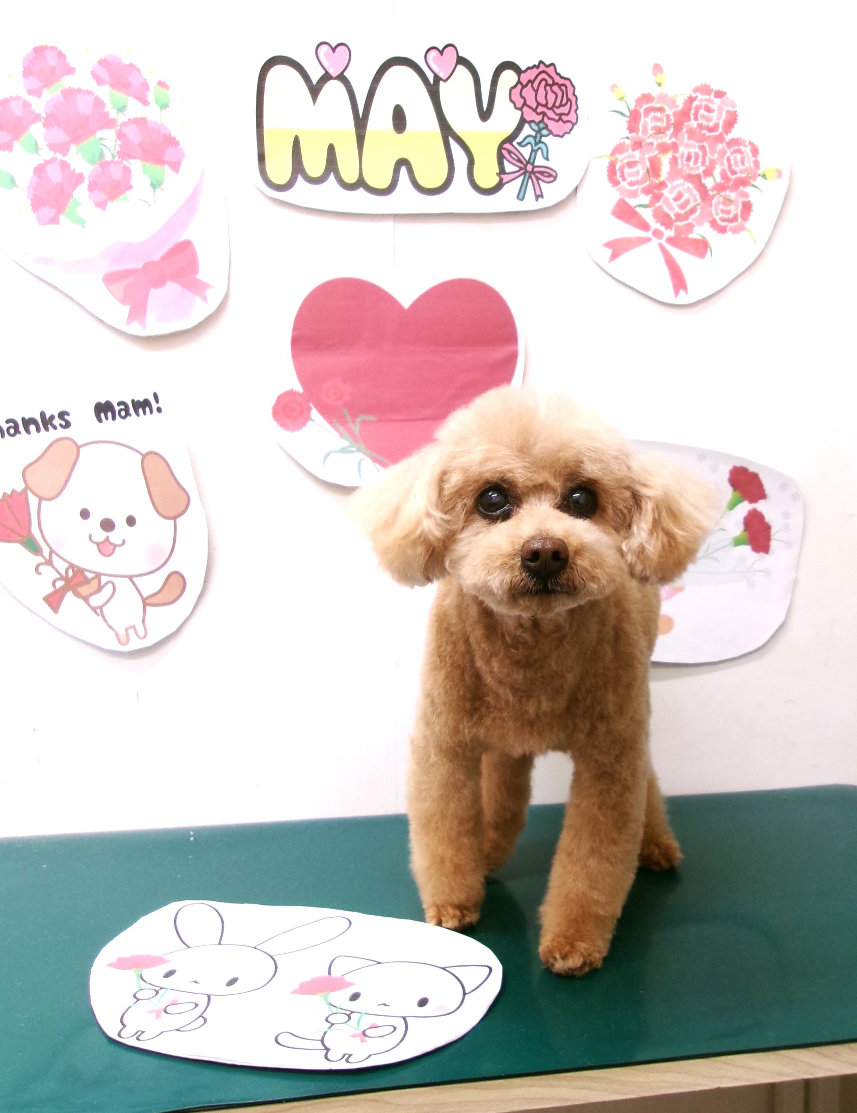 トリミングサロン シュシュどうぶつ病院のトリミングカット-10071の1枚目