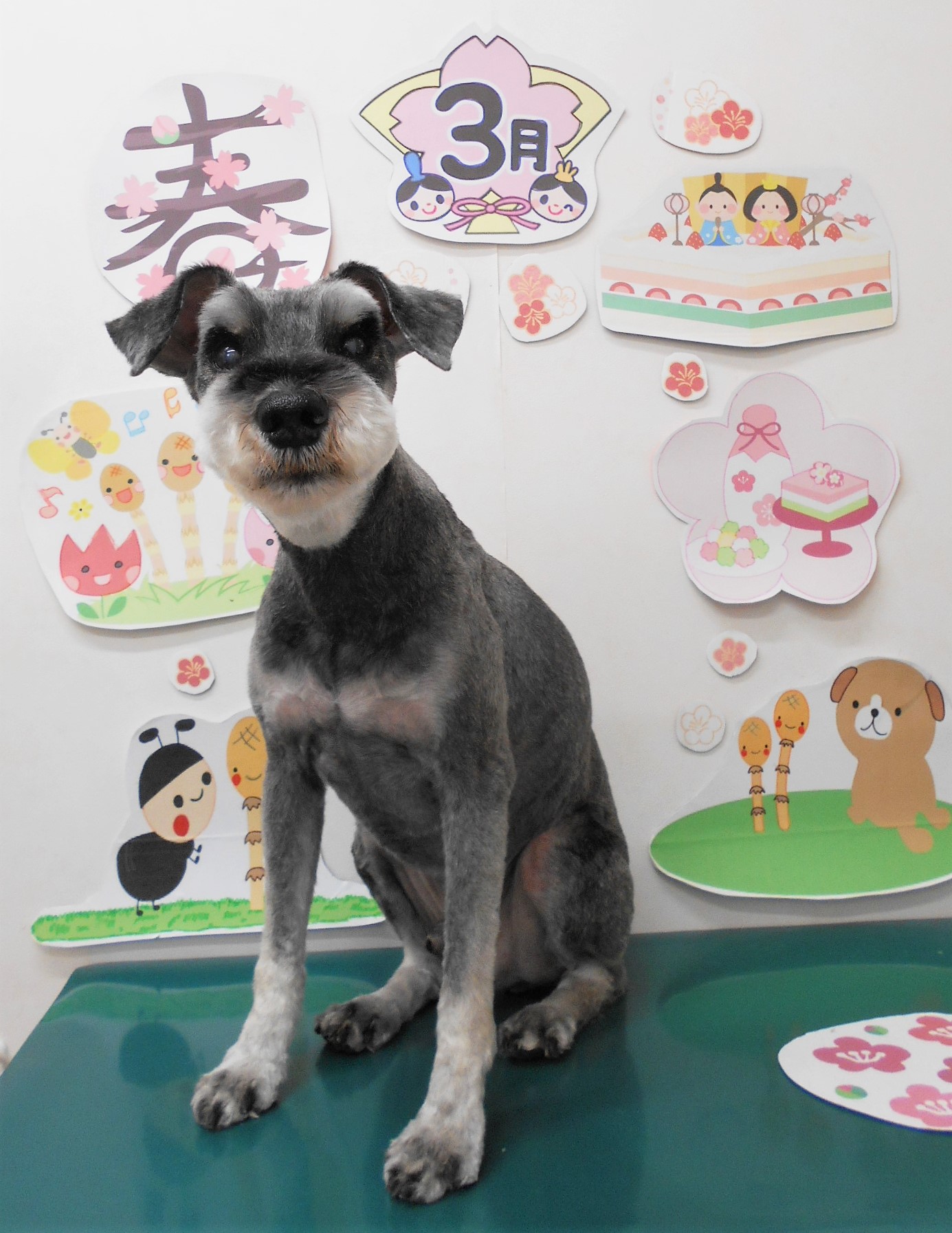 ミニチュアシュナウザーのトリミングカット シュシュどうぶつ病院の1枚目