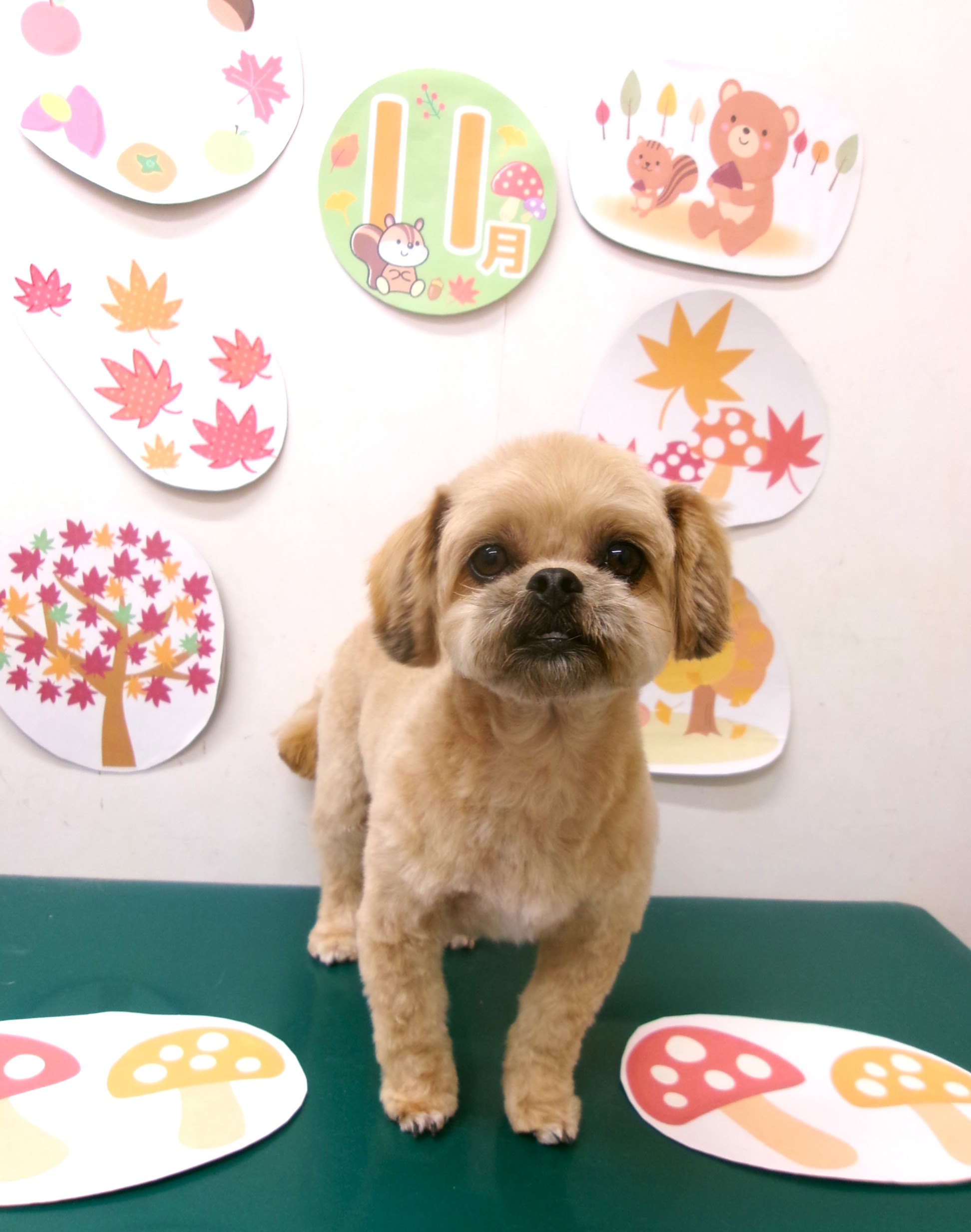 ペキプー (ペキニーズ×トイプードル)のトリミングカット シュシュどうぶつ病院の1枚目