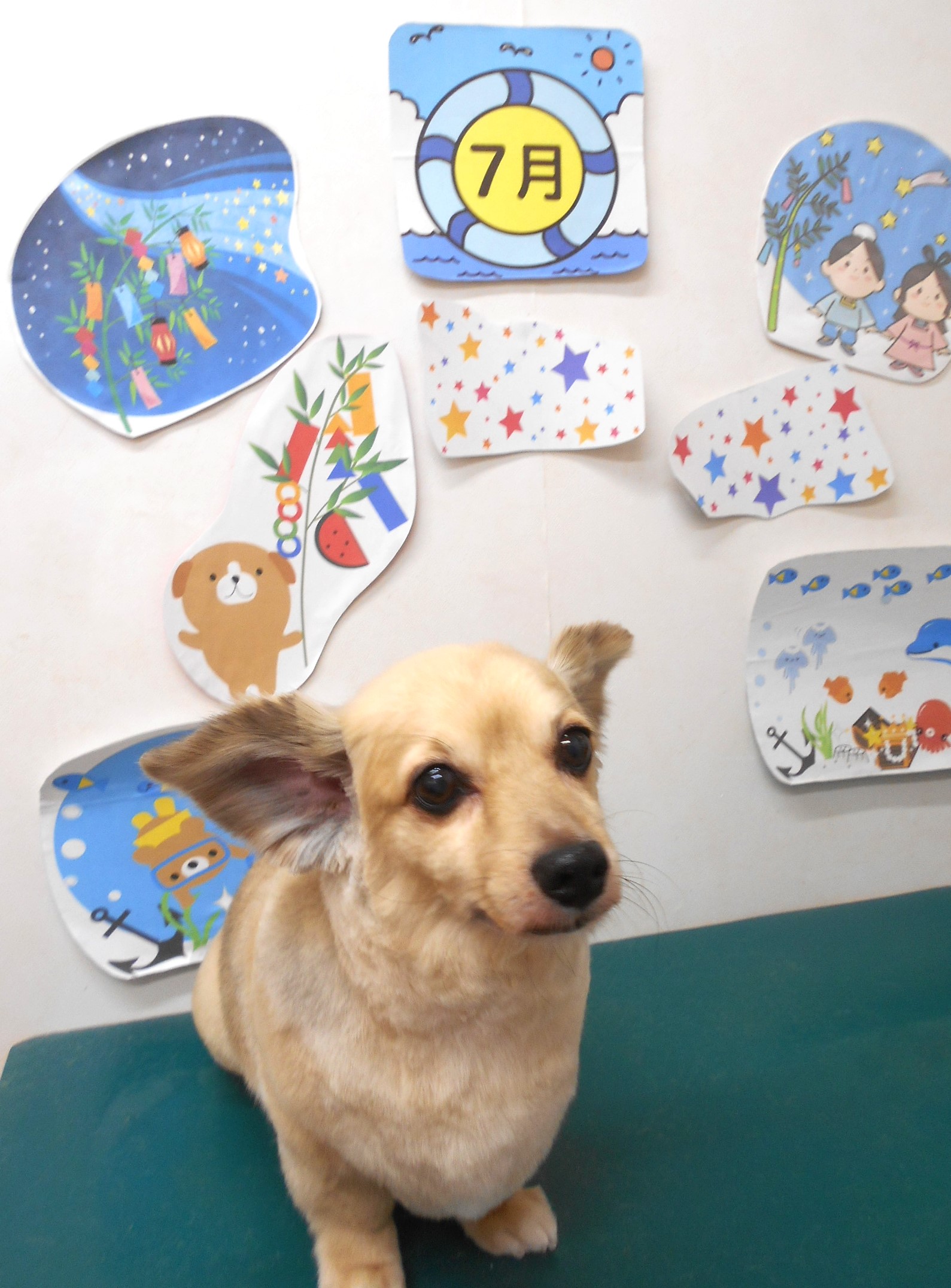 ミックス犬(その他)のトリミングカット シュシュどうぶつ病院の1枚目