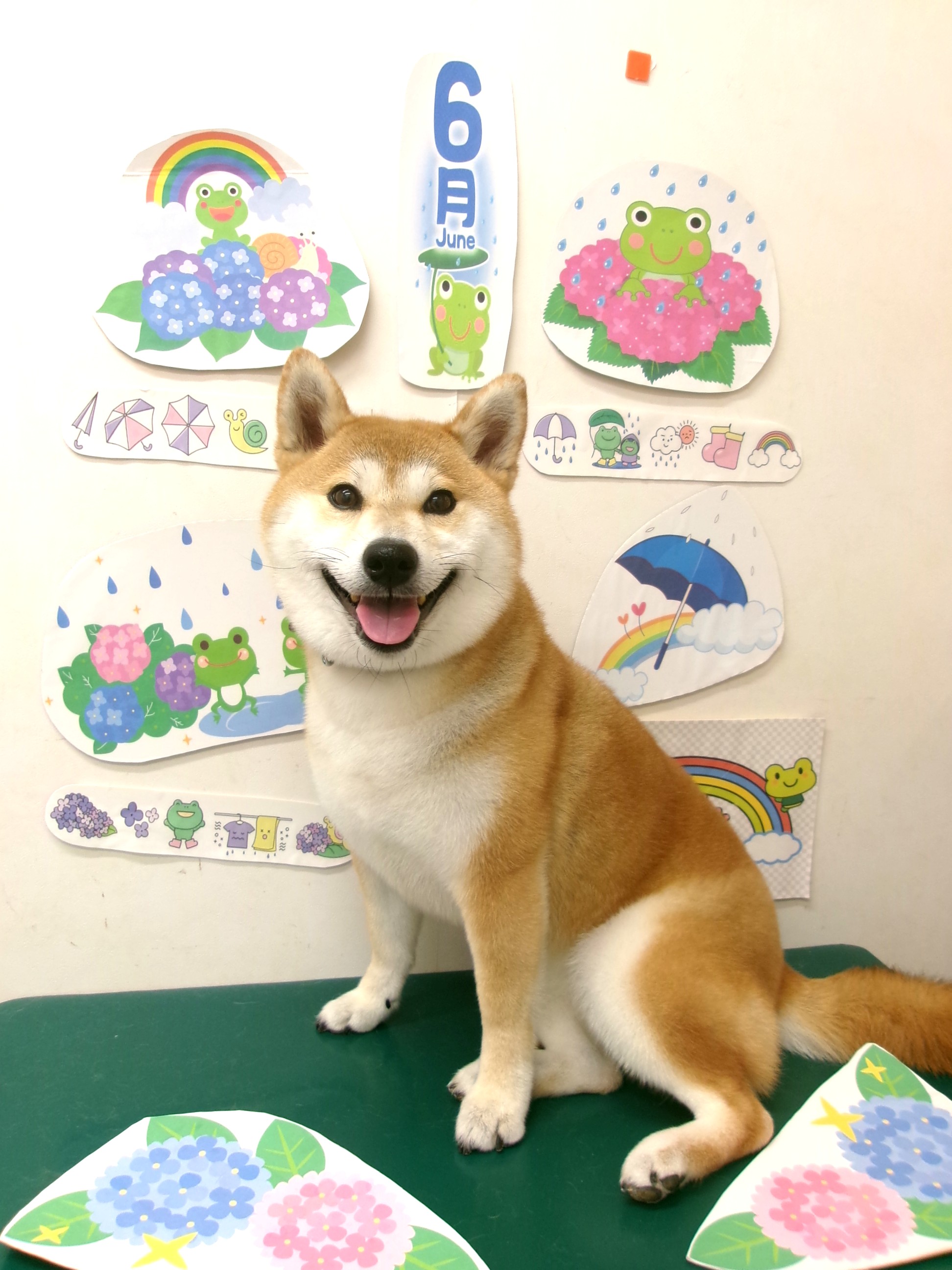 トリミングサロン シュシュどうぶつ病院のトリミングカット-10134の1枚目