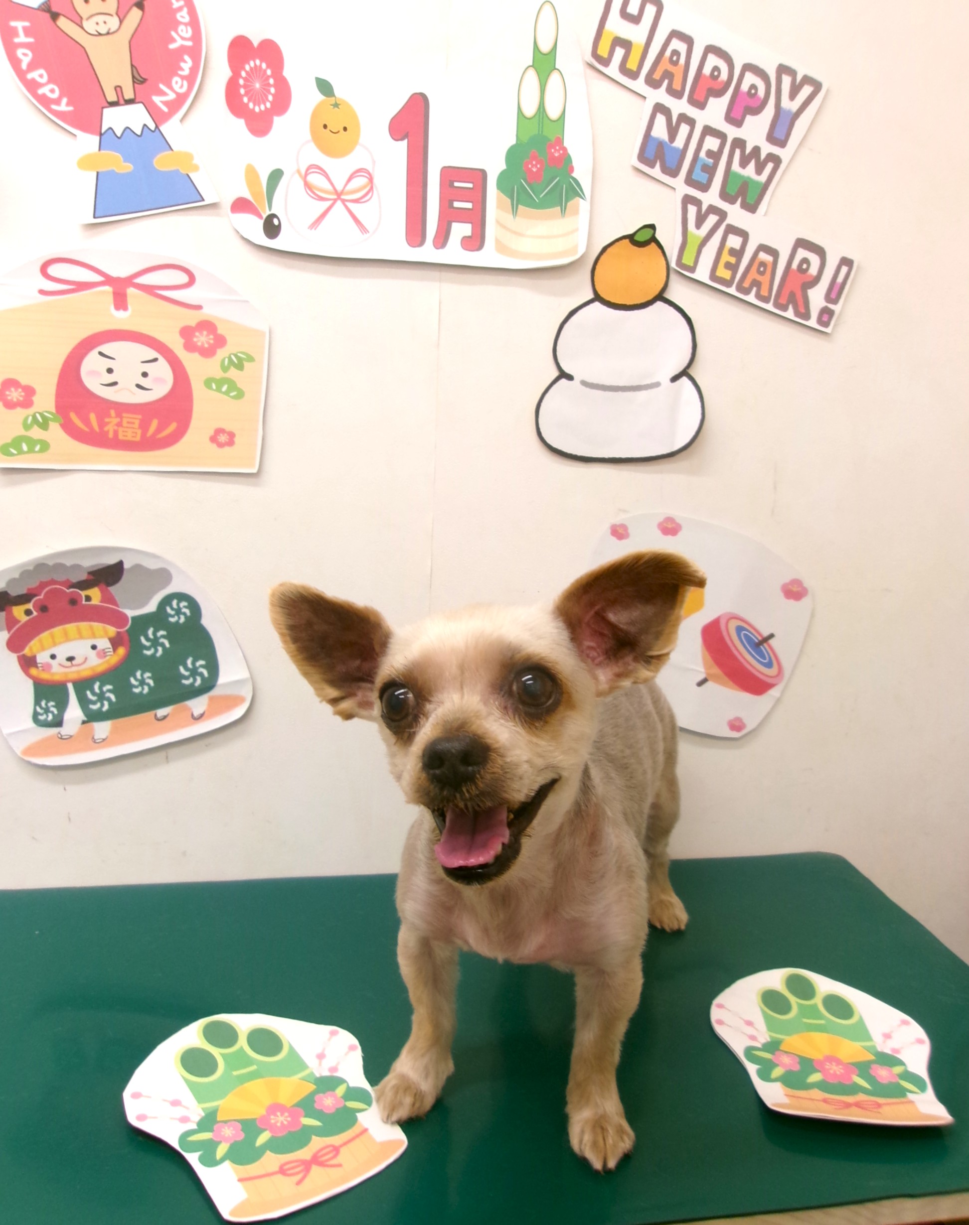 ヨークシャーテリアのトリミングカット シュシュどうぶつ病院の1枚目