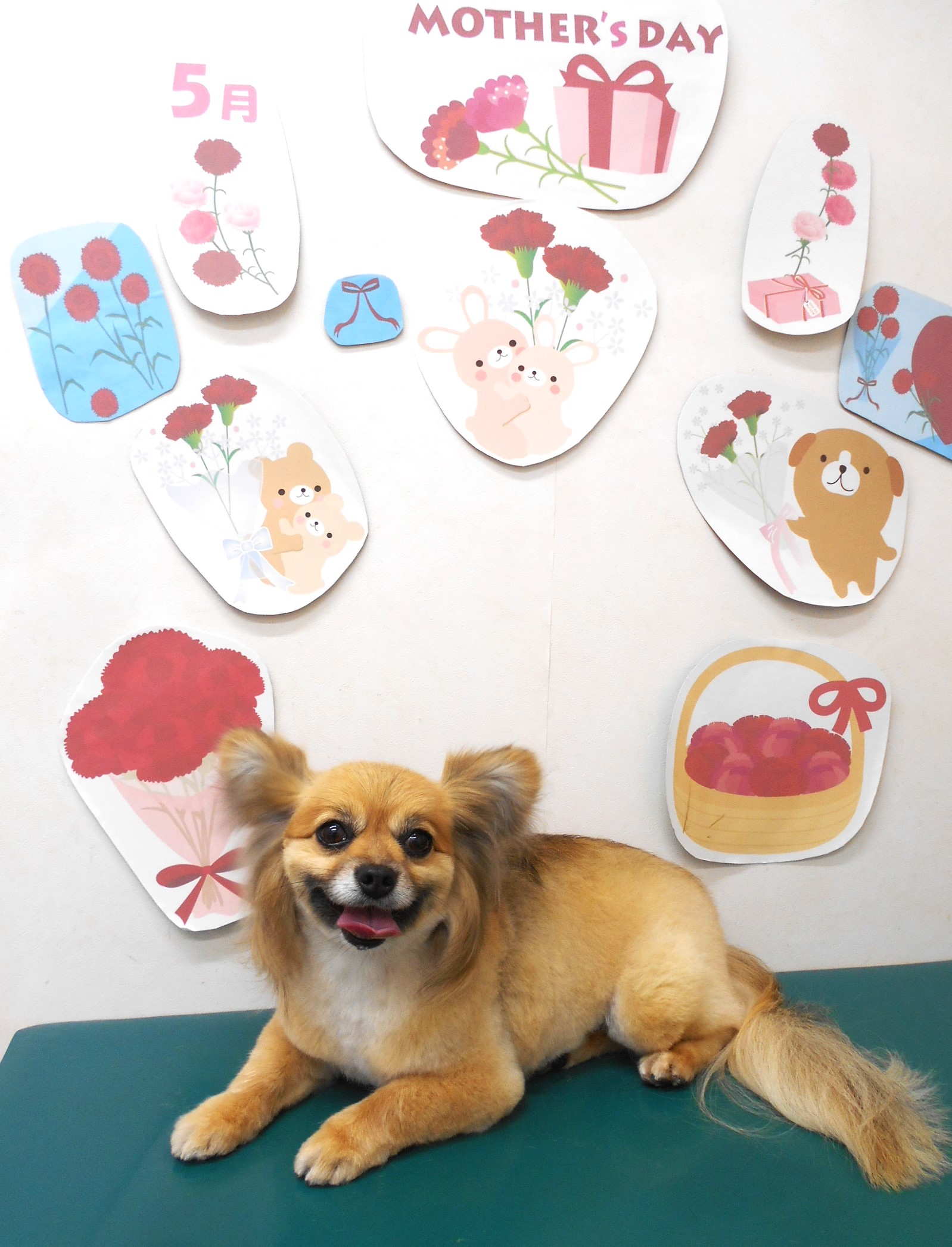 ミックス犬(その他)のトリミングカット シュシュどうぶつ病院の1枚目