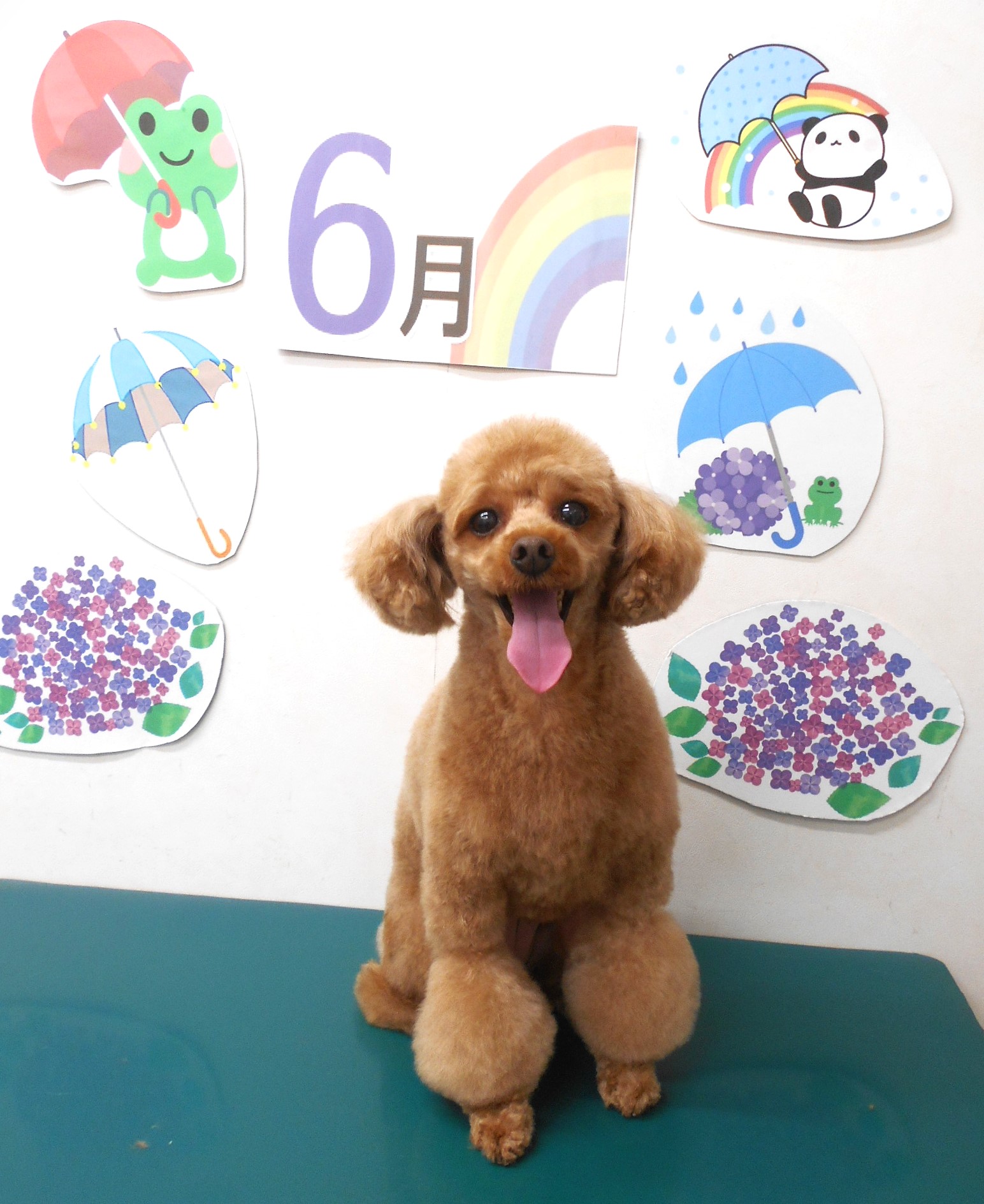 トイプードルのトリミングカット シュシュどうぶつ病院の1枚目