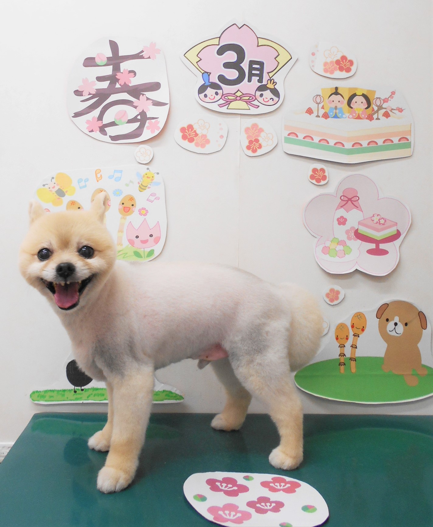 ミックス犬(その他)のトリミングカット シュシュどうぶつ病院の1枚目