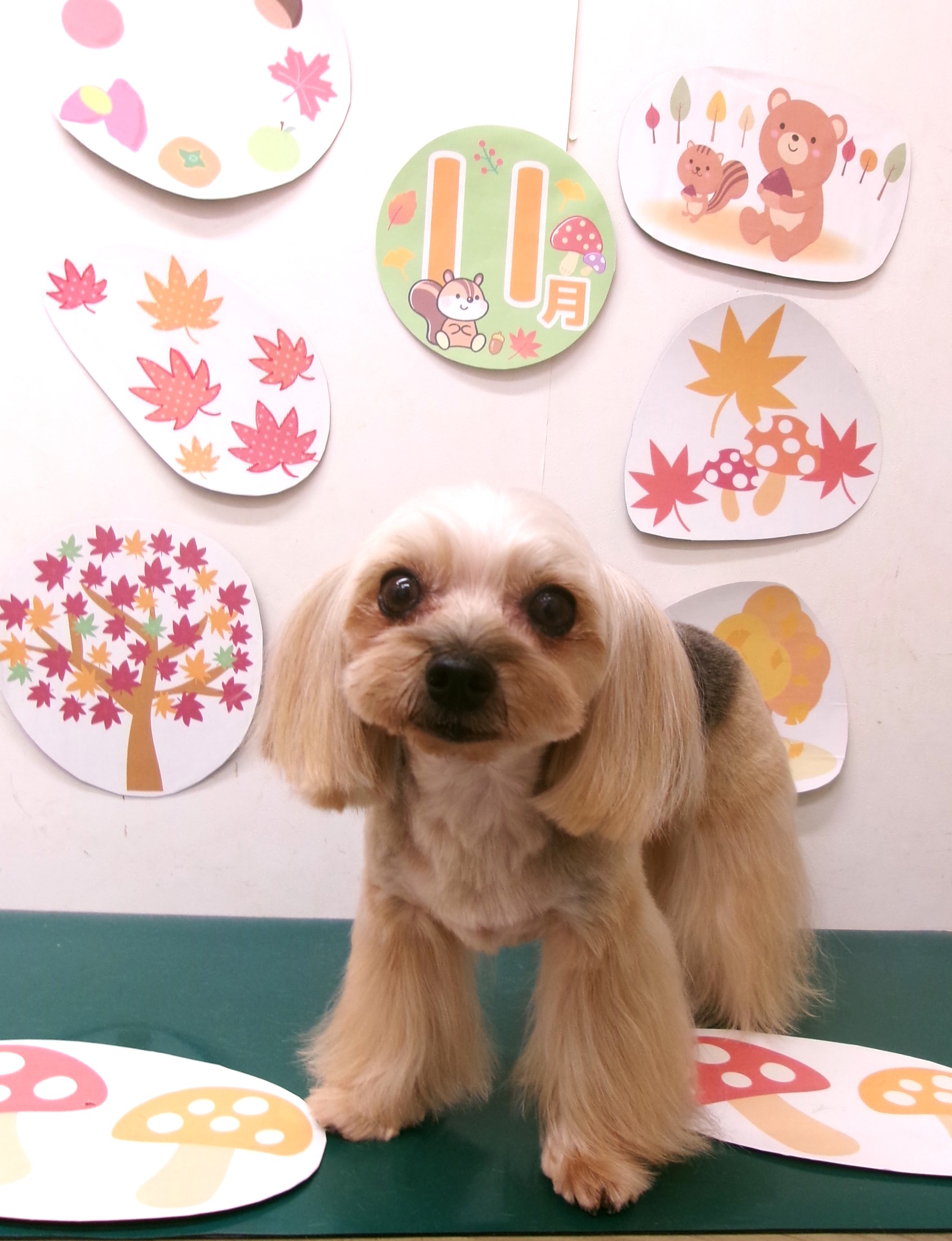 トリミングサロン シュシュどうぶつ病院のトリミングカット-10553の1枚目