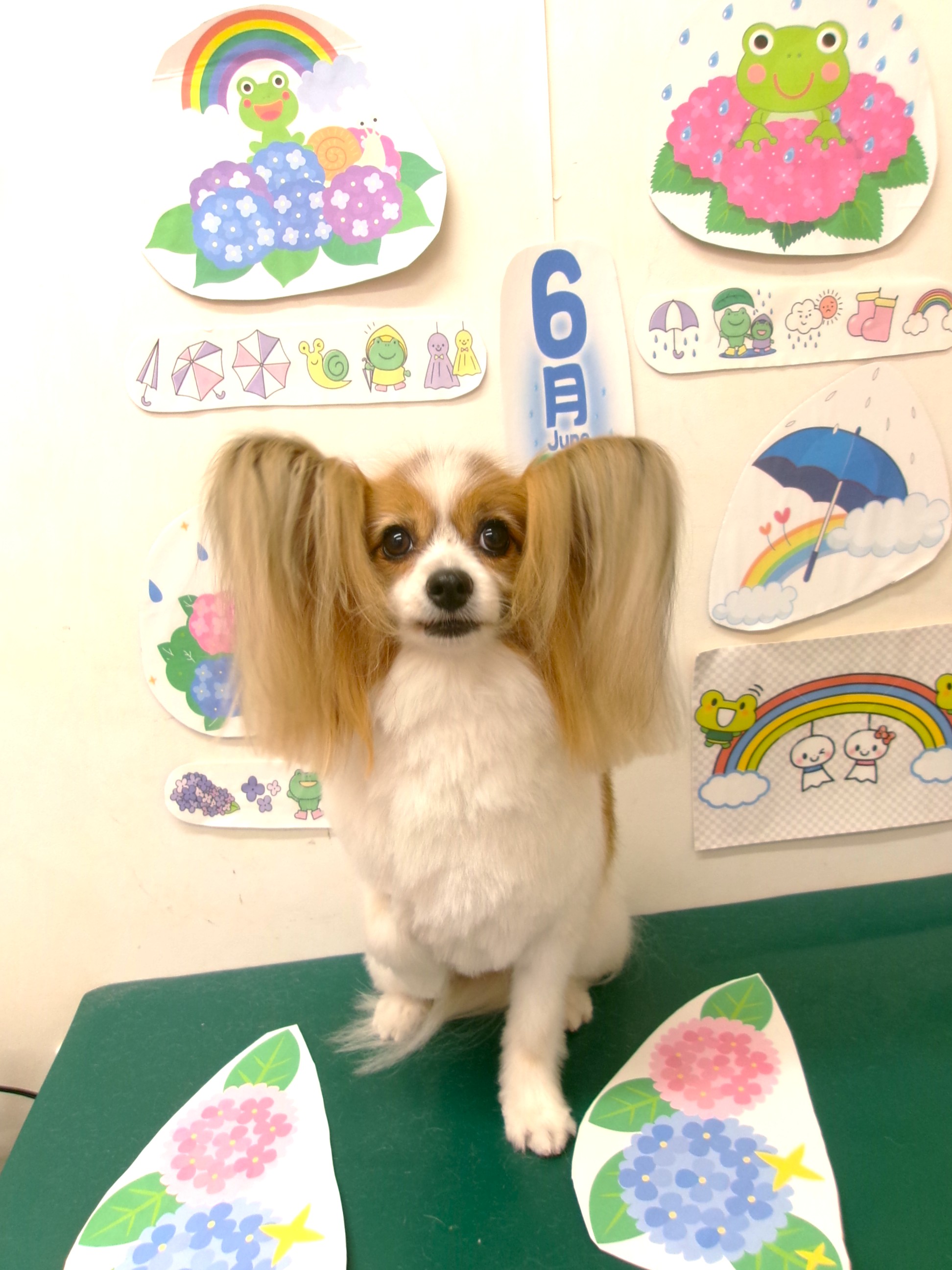 トリミングサロン シュシュどうぶつ病院のトリミングカット-10143の1枚目